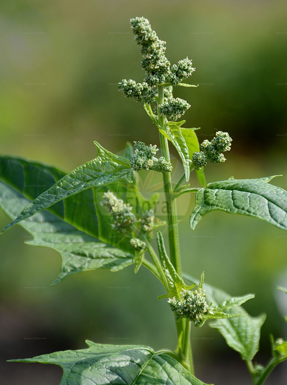 Foto von Chenopodiastrum hybridum (Breitblättriger Gänsefuß - Maple-leaved Goosefoot). ---- Photo of Chenopodiastrum hybridum (Breitblättriger Gänsefuß - Maple-leaved Goosefoot).(Chenopodiastrum hybridum,Breitblättriger Gänsefuß,Maple-leaved Goosefoot,Chenopodiastrum hybridum,Chenopodium angulosum,Chenopodium hybridum,Breitblaettriger Gaensefuss,Bastard-Gaensefuss,Sautod-Gaensefuss,Stechapfelblaettriger Gaensefuss,Maple-leaved Goosefoot,Bigseed Goosefoot,Maple-leaf Goosefoot,Sowbane,Chenopodiastrum,Amaranthaceae,Fuchsschwanzgewächse,Pigweed family)