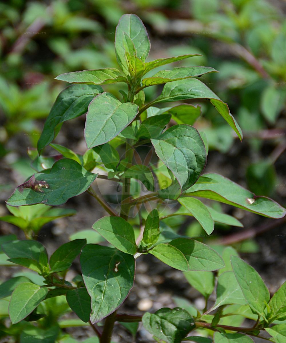Foto von Lipandra polysperma (Vielsamiger Gänsefuß - Many-seeded Goosefoot). Das Foto wurde in Dresden, Sachsen, Deutschland aufgenommen. ---- Photo of Lipandra polysperma (Vielsamiger Gänsefuß - Many-seeded Goosefoot). The picture was taken in Dresden, Sachsen, Germany.(Lipandra polysperma,Vielsamiger Gänsefuß,Many-seeded Goosefoot,Chenopodium acutifolium,Chenopodium polyspermum,Lipandra polysperma,Vielsamiger Gaensefuss,Many-seeded Goosefoot,Allseed,Manyseed Goosefoot,Lipandra,Amaranthaceae,Fuchsschwanzgewächse,Pigweed family)