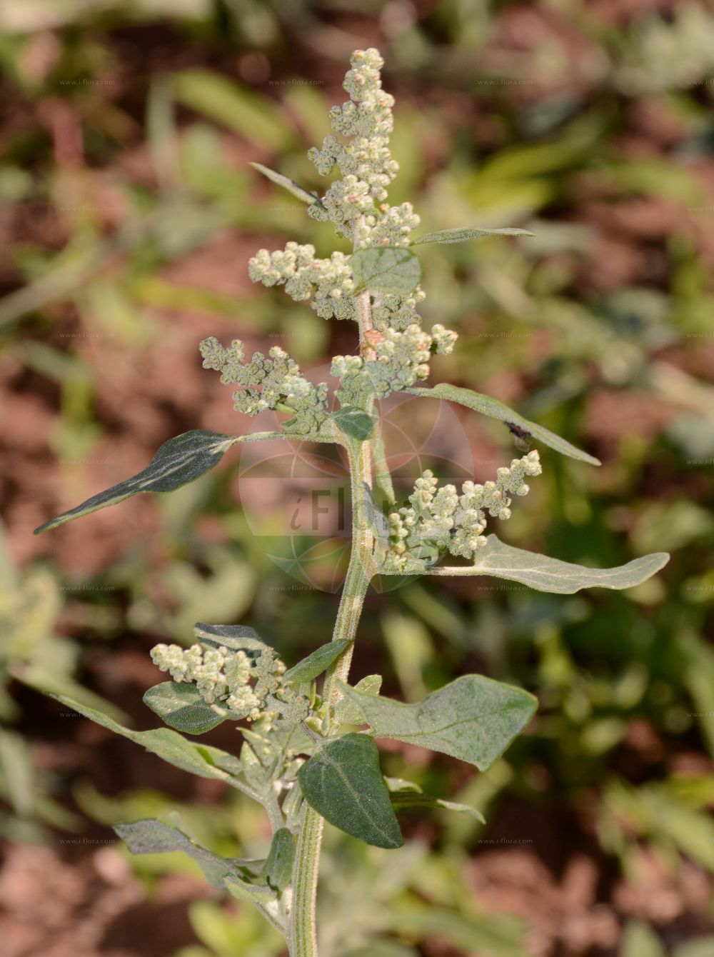 Foto von Chenopodium vulvaria (Stinkender Gänsefuß - Stinking Goosefoot). Das Foto wurde in Mainz, Rheinland-Pfalz, Deutschland aufgenommen. ---- Photo of Chenopodium vulvaria (Stinkender Gänsefuß - Stinking Goosefoot). The picture was taken in Mainz, Rhineland-Palatinate, Germany.(Chenopodium vulvaria,Stinkender Gänsefuß,Stinking Goosefoot,Chenopodium foetidum,Chenopodium olidum,Chenopodium vulvaria,Stinkender Gaensefuss,Stinking Goosefoot,Chenopodium,Gänsefuß,Goosefoot,Amaranthaceae,Fuchsschwanzgewächse,Pigweed family)