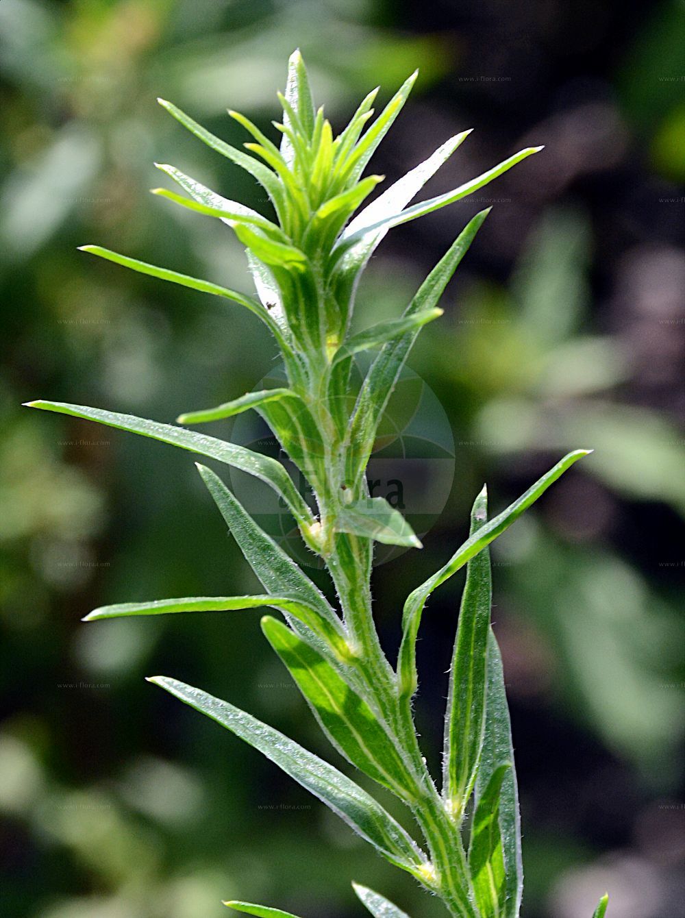 Foto von Corispermum intermedium (Schmalflügeliger Wanzensame - Bugseed). ---- Photo of Corispermum intermedium (Schmalflügeliger Wanzensame - Bugseed).(Corispermum intermedium,Schmalflügeliger Wanzensame,Bugseed,Corispermum gallicum,Corispermum intermedium,Corispermum leptopterum,Corispermum pallasii,Schmalfluegeliger Wanzensame,Bugseed,Siberian Bugseed,Hyssop-leaved Tickseed,Corispermum,Wanzensame,Bugseed,Amaranthaceae,Fuchsschwanzgewächse,Pigweed family)