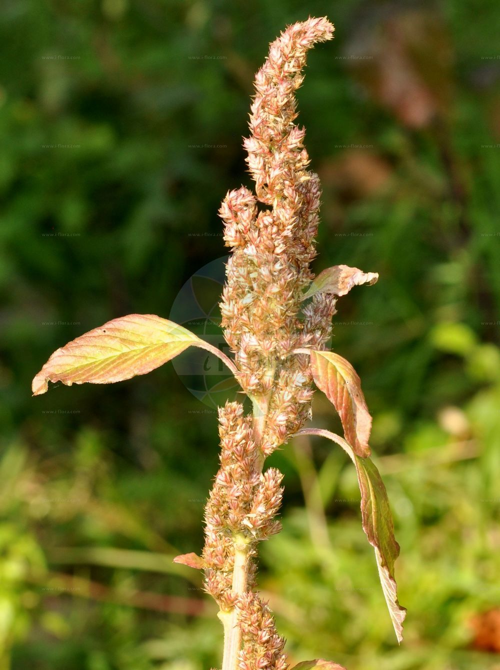 Foto von Amaranthus blitum (Aufsteigender Fuchsschwanz - Guernsey Pigweed). Das Foto wurde in Mainz, Rheinland-Pfalz, Deutschland aufgenommen. ---- Photo of Amaranthus blitum (Aufsteigender Fuchsschwanz - Guernsey Pigweed). The picture was taken in Mainz, Rhineland-Palatinate, Germany.(Amaranthus blitum,Aufsteigender Fuchsschwanz,Guernsey Pigweed,Albersia blitum,Amaranthus ascendens,Amaranthus blitum,Euxolus ascendens,Euxolus blitum,Euxolus lividus,Glomeraria livida,Pyxidium lividum,Aufsteigender Fuchsschwanz,Guernsey Pigweed,Purple Amaranth,Amaranthus,Fuchsschwanz,Pigweed,Amaranthaceae,Fuchsschwanzgewächse,Pigweed family)