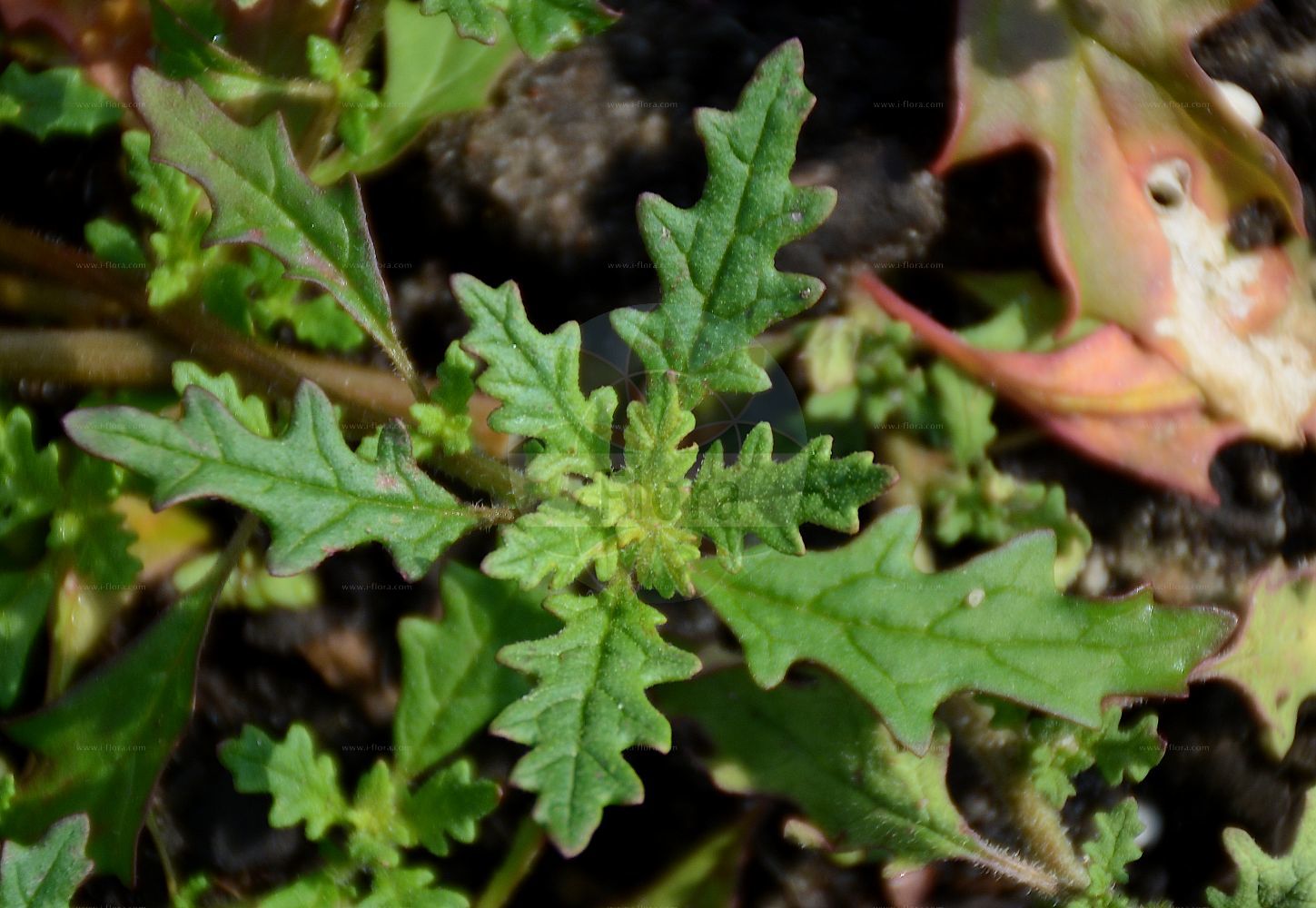 Foto von Dysphania pumilio (Australischer Drüsengänsefuß - Clammy Goosefoot). Das Foto wurde in Bremen, Deutschland aufgenommen. ---- Photo of Dysphania pumilio (Australischer Drüsengänsefuß - Clammy Goosefoot). The picture was taken in Bremen, Germany.(Dysphania pumilio,Australischer Drüsengänsefuß,Clammy Goosefoot,Chenopodium pumilio,Dysphania pumilio,Australischer Druesengaensefuss,Australischer Gaensefuss,Clammy Goosefoot,Keeled Goosefoot,Creeping Goosefoot,Small Crumbweed,Tasmanian Goosefoot,Dysphania,Drüsengänsefuß,Goosefoot,Amaranthaceae,Fuchsschwanzgewächse,Pigweed family)
