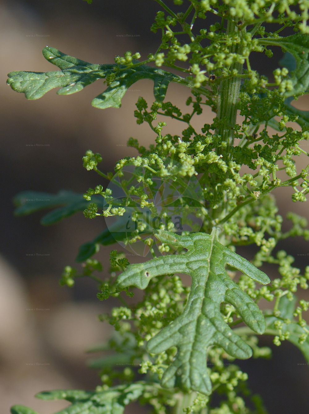 Foto von Dysphania botrys (Klebriger Drüsengänsefuß - Sticky Goosefoot). Das Foto wurde in Nancy, Grand Est, Frankreich aufgenommen. ---- Photo of Dysphania botrys (Klebriger Drüsengänsefuß - Sticky Goosefoot). The picture was taken in Nancy, Grand Est, France.(Dysphania botrys,Klebriger Drüsengänsefuß,Sticky Goosefoot,Chenopodium botrys,Dysphania botrys,Klebriger Druesengaensefuss,Druesen-Gaensefuss,Klebriger Gaensefuss,Sticky Goosefoot,Jerusalem-oak Goosefoot,Dysphania,Drüsengänsefuß,Goosefoot,Amaranthaceae,Fuchsschwanzgewächse,Pigweed family)