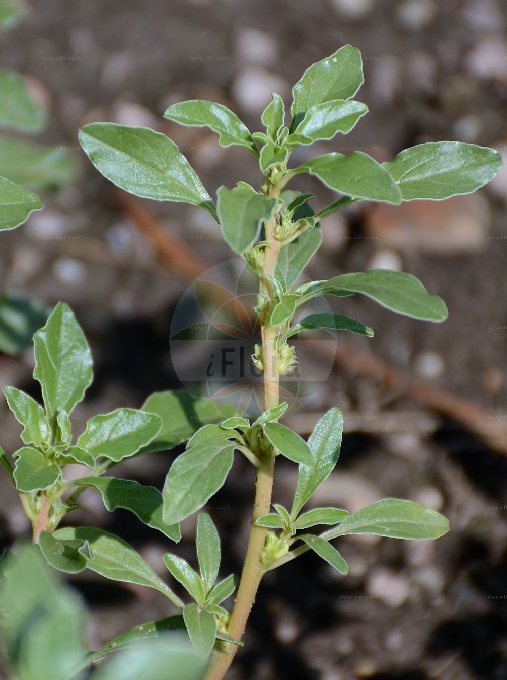 Foto von Amaranthus blitoides (Westamerikanischer Fuchsschwanz - Prostrate Pigweed). Das Foto wurde in Dresden, Sachsen, Deutschland aufgenommen. ---- Photo of Amaranthus blitoides (Westamerikanischer Fuchsschwanz - Prostrate Pigweed). The picture was taken in Dresden, Sachsen, Germany.(Amaranthus blitoides,Westamerikanischer Fuchsschwanz,Prostrate Pigweed,Amaranthus blitoides,Galliaria blitoides,Westamerikanischer Fuchsschwanz,Westamerikanischer Amarant,Prostrate Pigweed,Mat Amaranth,Matweed Amaranth,Spreading Amaranth,Amaranthus,Fuchsschwanz,Pigweed,Amaranthaceae,Fuchsschwanzgewächse,Pigweed family)
