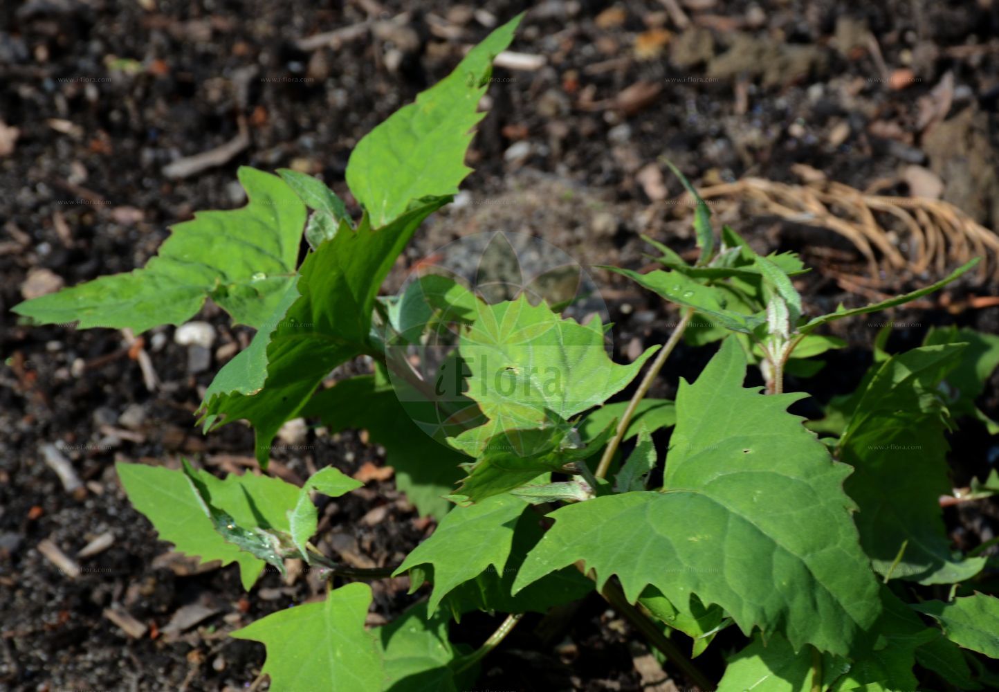 Foto von Atriplex calotheca (Pfeilblättrige Melde - Halberdleaf Orache). Das Foto wurde in Bremen, Deutschland aufgenommen. ---- Photo of Atriplex calotheca (Pfeilblättrige Melde - Halberdleaf Orache). The picture was taken in Bremen, Germany.(Atriplex calotheca,Pfeilblättrige Melde,Halberdleaf Orache,Atriplex calotheca,Atriplex hastata,Atriplex prostrata subsp. calotheca,Pfeilblaettrige Melde,Halberdleaf Orache,Atriplex,Melde,Saltbush,Amaranthaceae,Fuchsschwanzgewächse,Pigweed family)