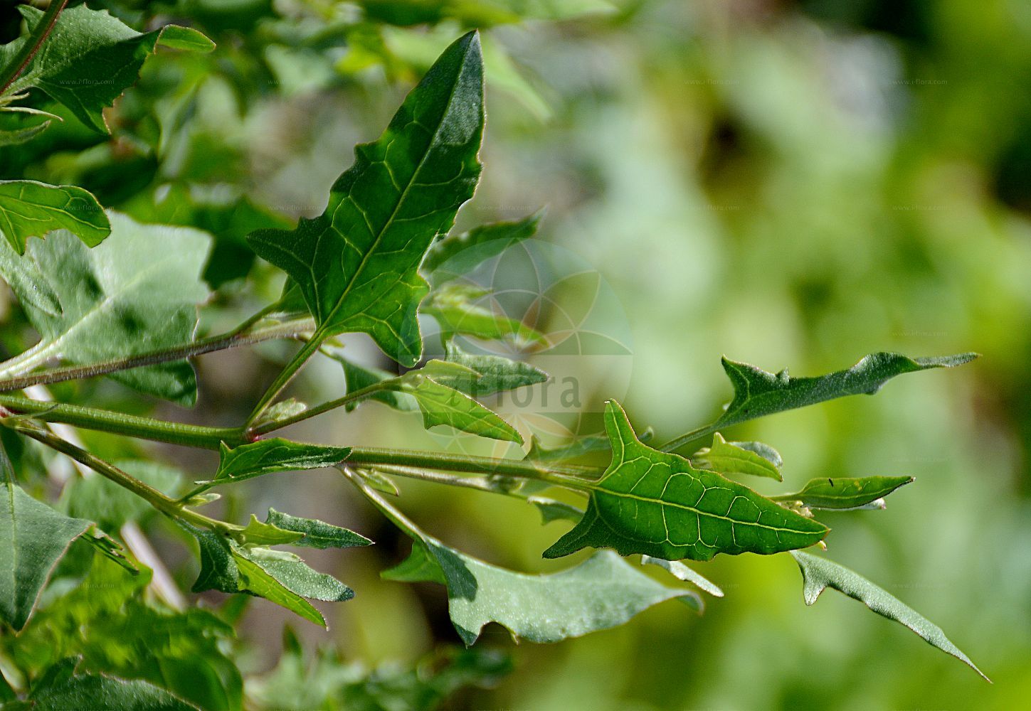 Foto von Atriplex prostrata (Spieß-Melde - Spear-leaved Orache). Das Foto wurde in Dresden, Sachsen, Deutschland aufgenommen. ---- Photo of Atriplex prostrata (Spieß-Melde - Spear-leaved Orache). The picture was taken in Dresden, Sachsen, Germany.(Atriplex prostrata,Spieß-Melde,Spear-leaved Orache,Atriplex deltoidea,Atriplex latifolia,Atriplex oppositifolia,Atriplex platysepala,Atriplex polonica,Atriplex prostrata,Atriplex triangularis,Spiess-Melde,Spiessblaettrige Melde,Spear-leaved Orache,Hastate Orache,Halberd-leaf Orache,Thin-leaved Orache,Mountain Spinach,Triangle Orache,Wild Orache,Atriplex,Melde,Saltbush,Amaranthaceae,Fuchsschwanzgewächse,Pigweed family)