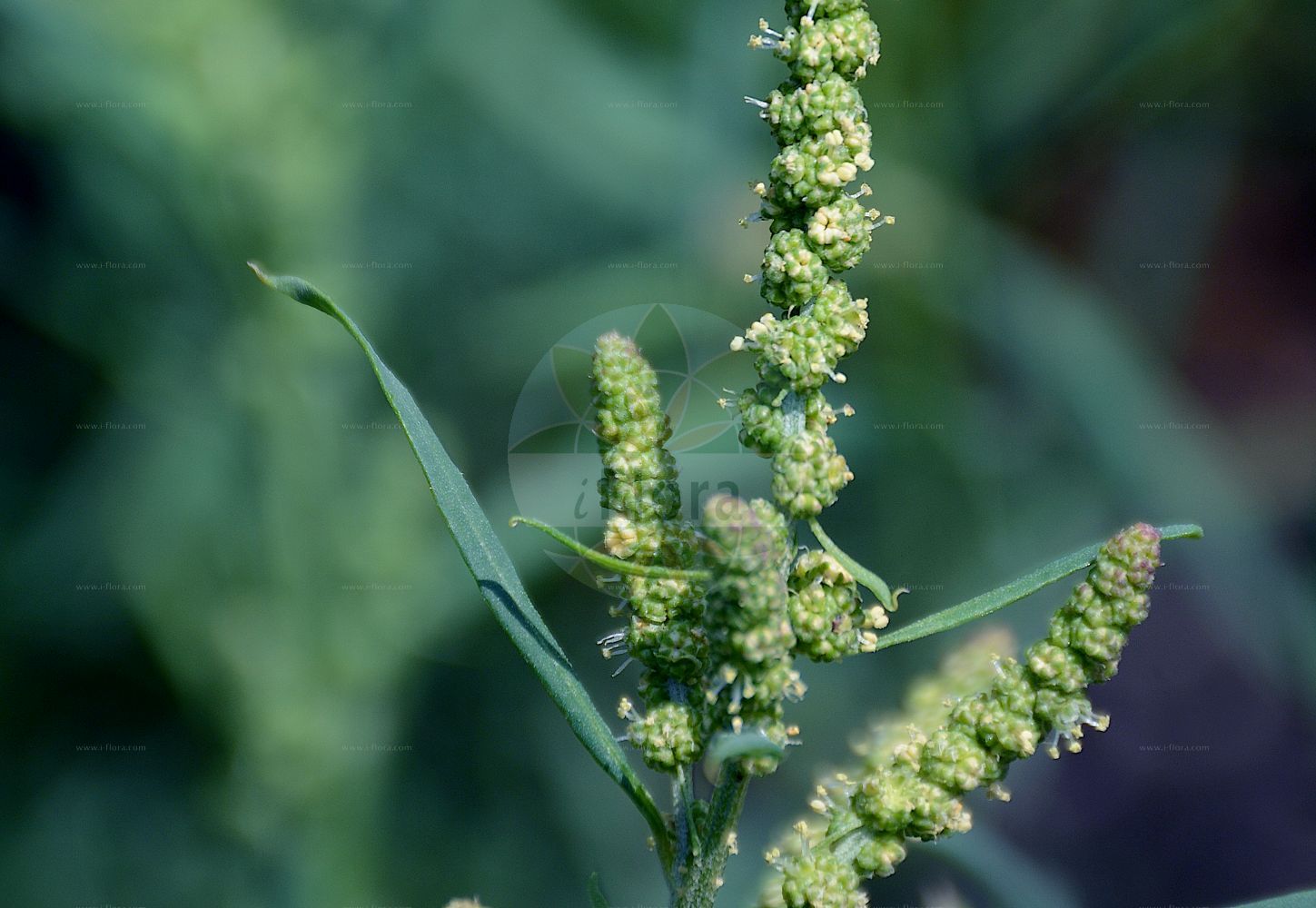 Foto von Atriplex littoralis (Strand-Melde - Grass-leaved Orache). Das Foto wurde in Dresden, Sachsen, Deutschland aufgenommen. ---- Photo of Atriplex littoralis (Strand-Melde - Grass-leaved Orache). The picture was taken in Dresden, Sachsen, Germany.(Atriplex littoralis,Strand-Melde,Grass-leaved Orache,Atriplex littoralis,Atriplex serrata,Strand-Melde,Grass-leaved Orache,Crested Saltbush,Grassleaf Orache,Shore Orache,Atriplex,Melde,Saltbush,Amaranthaceae,Fuchsschwanzgewächse,Pigweed family)