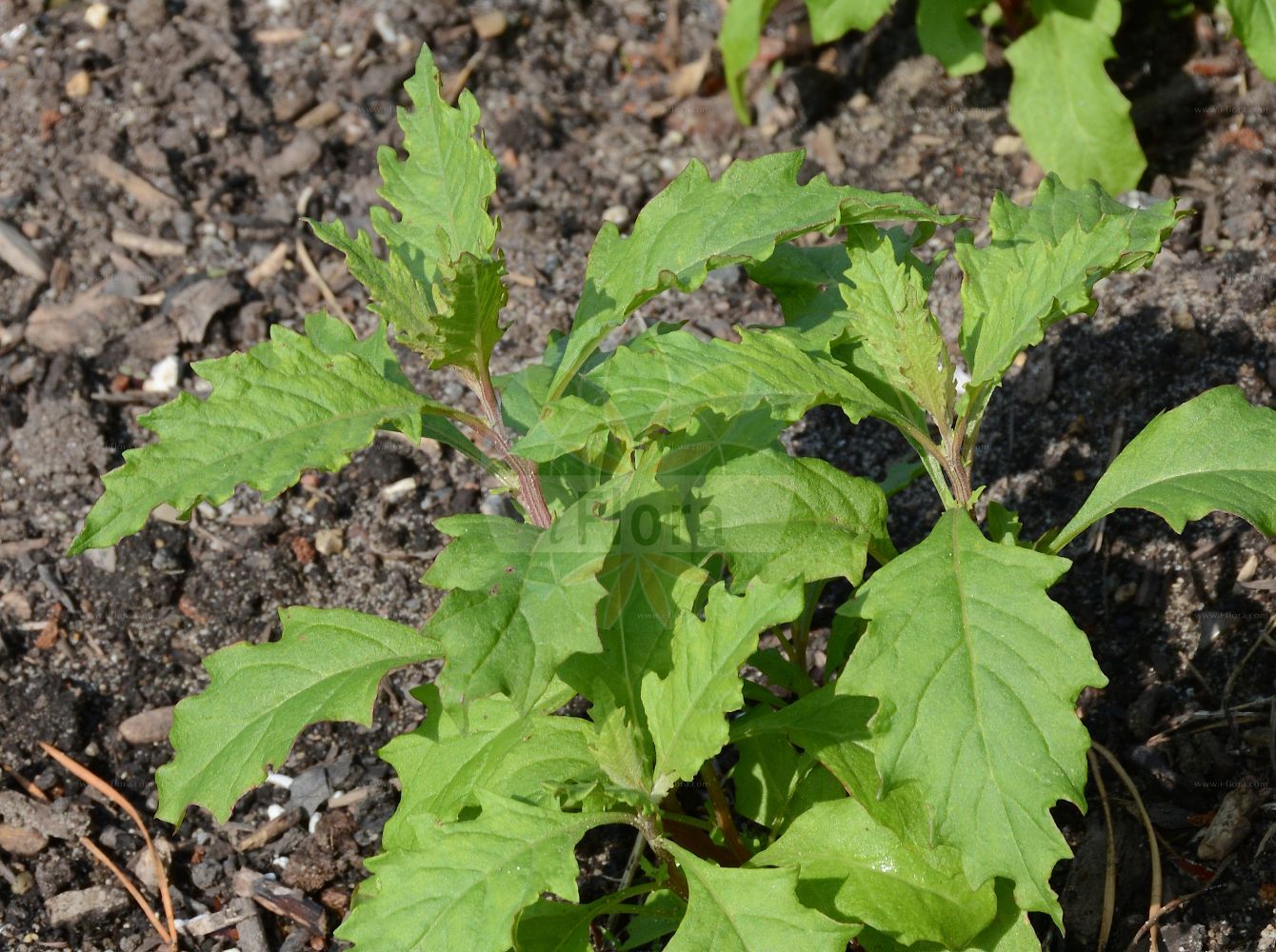 Foto von Chenopodium strictum (Gestreifter Gänsefuß - Striped Goosefoot). Das Foto wurde in Bremen, Deutschland aufgenommen. ---- Photo of Chenopodium strictum (Gestreifter Gänsefuß - Striped Goosefoot). The picture was taken in Bremen, Germany.(Chenopodium strictum,Gestreifter Gänsefuß,Striped Goosefoot,Chenopodium betaceum,Chenopodium eustriatum,Chenopodium orphanidis,Chenopodium striatum,Chenopodium strictum,Gestreifter Gaensefuss,Striped Goosefoot,Late-flowering Goosefoot,Wavyleaf Thistle,Chenopodium,Gänsefuß,Goosefoot,Amaranthaceae,Fuchsschwanzgewächse,Pigweed family)