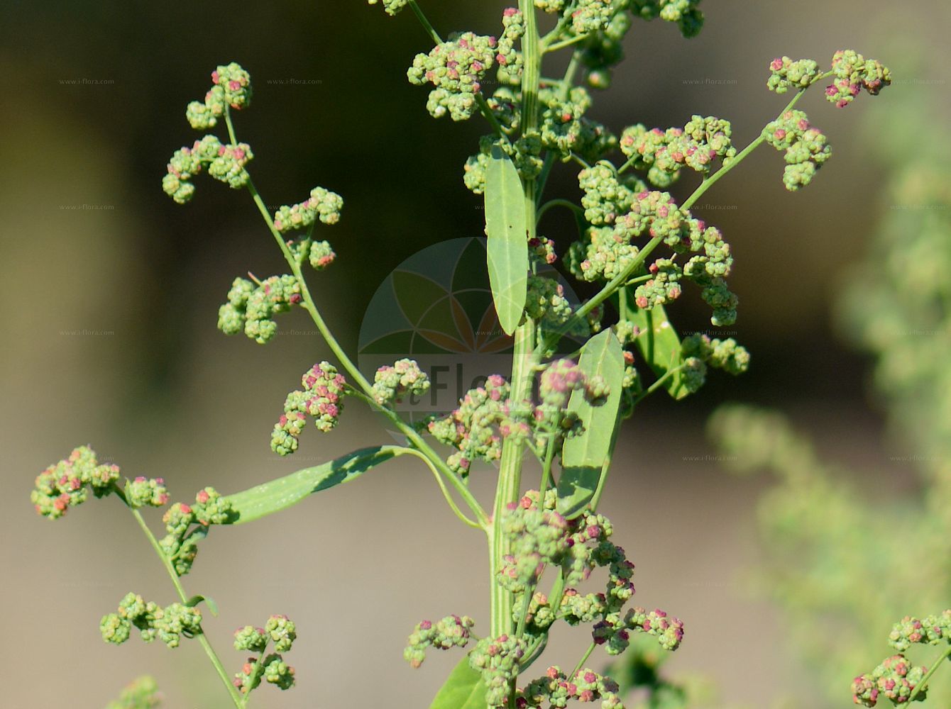 Foto von Chenopodium ficifolium (Feigenblättriger Gänsefuß - Fig-leaved Goosefoot). Das Foto wurde in Göttingen, Niedersachsen, Deutschland aufgenommen. ---- Photo of Chenopodium ficifolium (Feigenblättriger Gänsefuß - Fig-leaved Goosefoot). The picture was taken in Goettingen, Lower Saxony, Germany.(Chenopodium ficifolium,Feigenblättriger Gänsefuß,Fig-leaved Goosefoot,Chenopodium ficifolium,Feigenblaettriger Gaensefuss,Fig-leaved Goosefoot,Figleaf Goosefoot,Chenopodium,Gänsefuß,Goosefoot,Amaranthaceae,Fuchsschwanzgewächse,Pigweed family)
