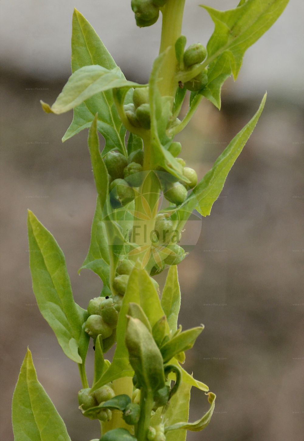 Foto von Spinacia oleracea (Spinach). Das Foto wurde in Dresden, Sachsen, Deutschland aufgenommen. ---- Photo of Spinacia oleracea (Spinach). The picture was taken in Dresden, Sachsen, Germany.(Spinacia oleracea,Spinach,Spinacia glabra,Spinacia inermis,Spinacia oleracea,Spinacia spinosa,Spinacia,Amaranthaceae,Fuchsschwanzgewächse,Pigweed family)