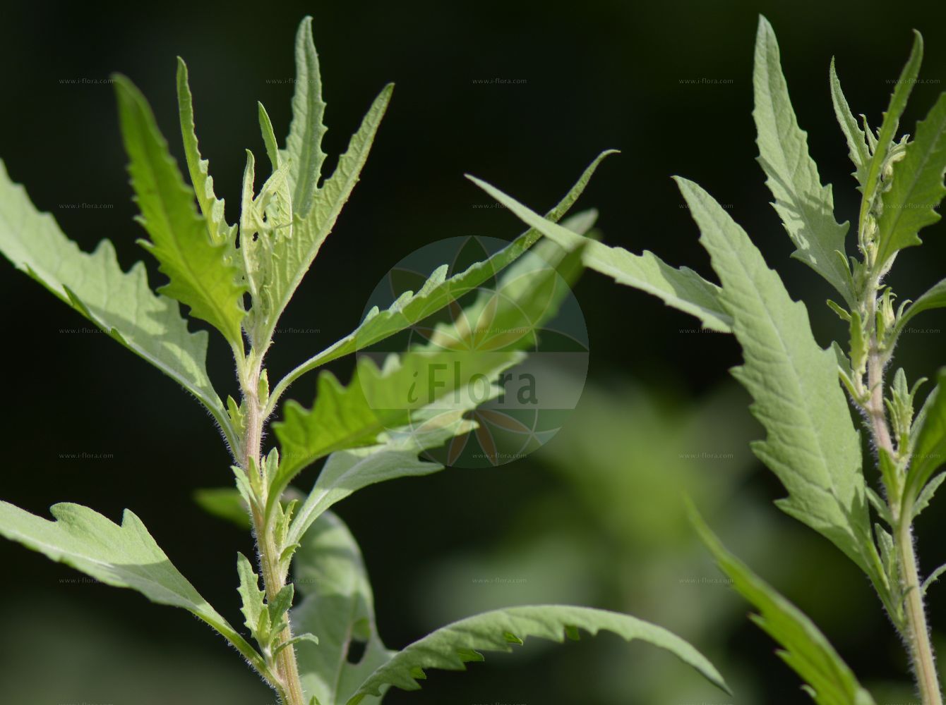 Foto von Dysphania ambrosioides (Duft-Drüsengänsefuß - Mexican-tea). Das Foto wurde in Trieste, Friuli-Venezia Giulia, Italien aufgenommen. ---- Photo of Dysphania ambrosioides (Duft-Drüsengänsefuß - Mexican-tea). The picture was taken in Trieste, Friuli-Venezia Giulia, Italy.(Dysphania ambrosioides,Duft-Drüsengänsefuß,Mexican-tea,Chenopodium ambrosioides,Chenopodium integrifolium,Chenopodium suffruticosum,Dysphania ambrosioides,Duft-Druesengaensefuss,Duft-Gaensefuss,Mexikanischer Gaensefuss,Mexikanisches Teekraut,Taubenkrautaehnlicher Gaensefuss,Tee-Gaensefuss,Mexican-tea,Indian Goosefoot,Wormseed,Dysphania,Drüsengänsefuß,Goosefoot,Amaranthaceae,Fuchsschwanzgewächse,Pigweed family)