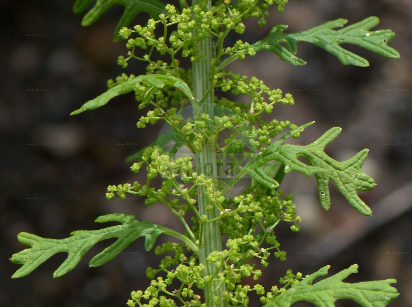 Foto von Dysphania ambrosioides (Duft-Drüsengänsefuß - Mexican-tea). Das Foto wurde in Lyon, Auvergne-Rhône-Alpes, Frankreich aufgenommen. ---- Photo of Dysphania ambrosioides (Duft-Drüsengänsefuß - Mexican-tea). The picture was taken in Lyon, Auvergne-Rhône-Alpes, France.(Dysphania ambrosioides,Duft-Drüsengänsefuß,Mexican-tea,Chenopodium ambrosioides,Chenopodium integrifolium,Chenopodium suffruticosum,Dysphania ambrosioides,Duft-Druesengaensefuss,Duft-Gaensefuss,Mexikanischer Gaensefuss,Mexikanisches Teekraut,Taubenkrautaehnlicher Gaensefuss,Tee-Gaensefuss,Mexican-tea,Indian Goosefoot,Wormseed,Dysphania,Drüsengänsefuß,Goosefoot,Amaranthaceae,Fuchsschwanzgewächse,Pigweed family)