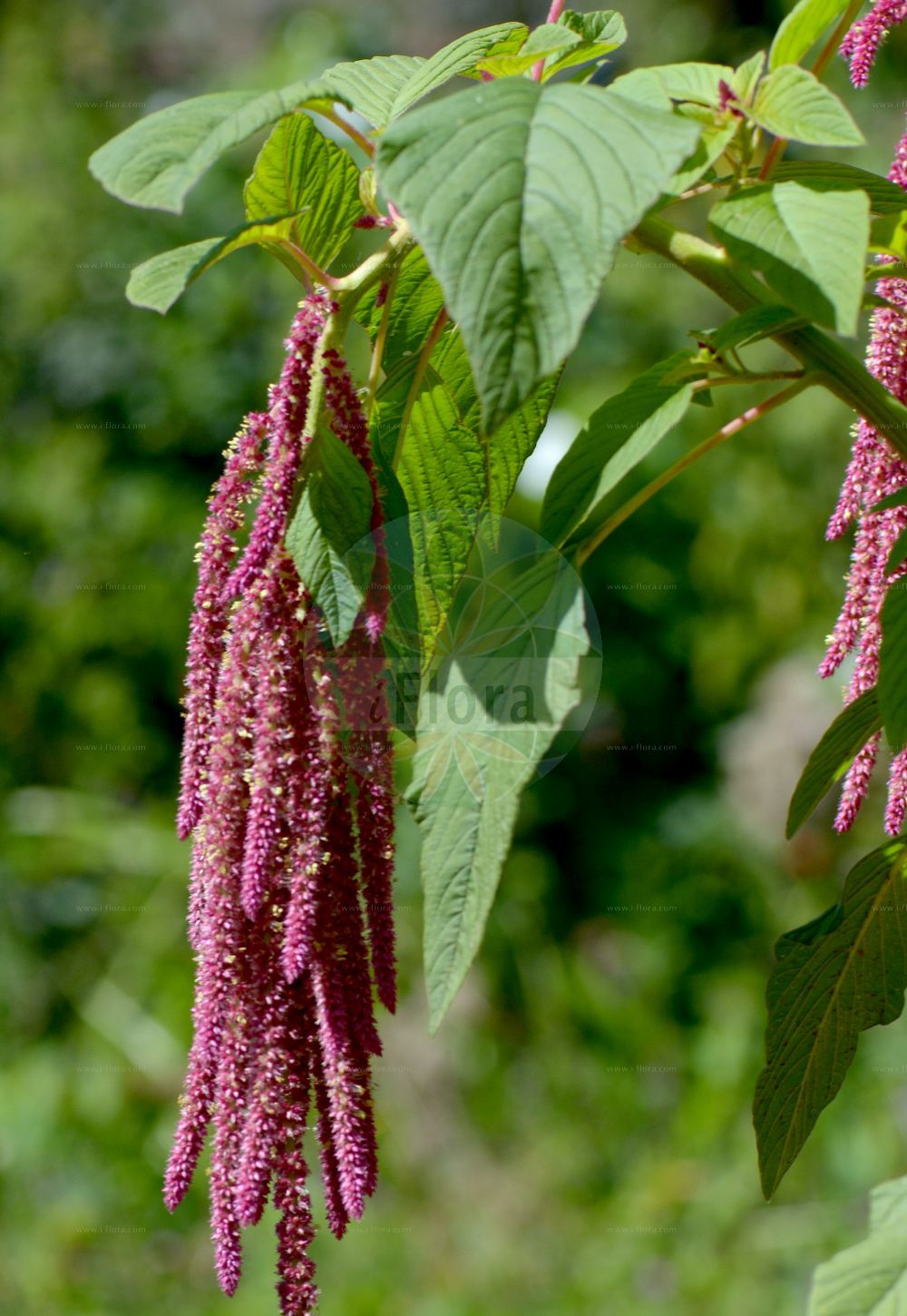 Foto von Amaranthus caudatus. Das Foto wurde in Nancy, Grand Est, Frankreich aufgenommen. ---- Photo of Amaranthus caudatus. The picture was taken in Nancy, Grand Est, France.(Amaranthus caudatus,Amaranthus caudatus,Amaranthus mantegazzianus,Amaranthus maximus,Amaranthus,Fuchsschwanz,Pigweed,Amaranthaceae,Fuchsschwanzgewächse,Pigweed family)