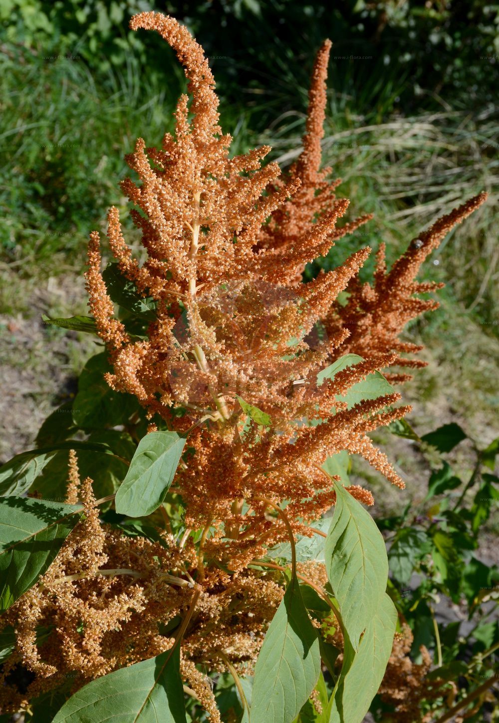 Foto von Amaranthus cruentus. Das Foto wurde in Nürnberg, Bayern, Deutschland aufgenommen. ---- Photo of Amaranthus cruentus. The picture was taken in Nuernberg, Bavaria, Germany.(Amaranthus cruentus,Amaranthus cruentus,Amaranthus paniculatus,Amaranthus paniculatus var. cruentus,Amaranthus,Fuchsschwanz,Pigweed,Amaranthaceae,Fuchsschwanzgewächse,Pigweed family)