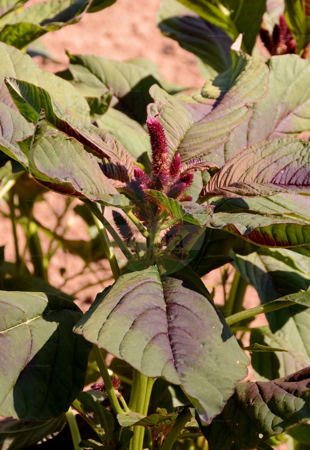 Foto von Amaranthus hypochondriacus. Das Foto wurde in Mainz, Rheinland-Pfalz, Deutschland aufgenommen. ---- Photo of Amaranthus hypochondriacus. The picture was taken in Mainz, Rhineland-Palatinate, Germany.(Amaranthus hypochondriacus,Amaranthus hypochondriacus,Amaranthus,Fuchsschwanz,Pigweed,Amaranthaceae,Fuchsschwanzgewächse,Pigweed family)