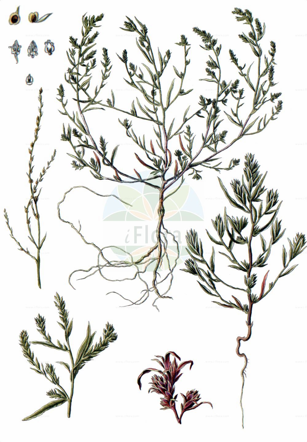 Historische Abbildung von Corispermum hyssopifolium. Das Bild zeigt Blatt, Bluete, Frucht und Same. ---- Historical Drawing of Corispermum hyssopifolium. The image is showing leaf, flower, fruit and seed.(Corispermum hyssopifolium,Corispermum czernjaevii,Corispermum glabratum,Corispermum hybridum,Corispermum hyssopifolium,Corispermum insulare,Corispermum,Wanzensame,Bugseed,Amaranthaceae,Fuchsschwanzgewächse,Pigweed family,Blatt,Bluete,Frucht,Same,leaf,flower,fruit,seed,Pallas (1784-1788))