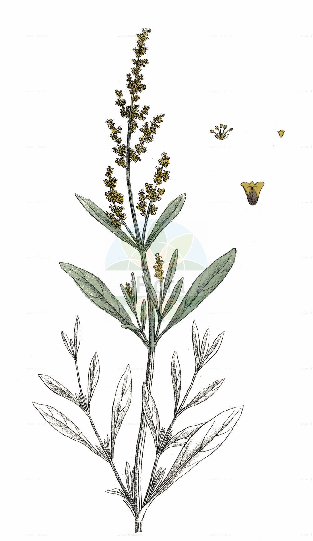 Historische Abbildung von Halimione portulacoides (Portulak-Keilmelde - Sea-purslane). Das Bild zeigt Blatt, Bluete, Frucht und Same. ---- Historical Drawing of Halimione portulacoides (Portulak-Keilmelde - Sea-purslane). The image is showing leaf, flower, fruit and seed.(Halimione portulacoides,Portulak-Keilmelde,Sea-purslane,Atriplex portulacoides,Halimione portulacoides,Obione portulacoides,Portulak-Keilmelde,Sea-purslane,Halimione,Keilmelde,Amaranthaceae,Fuchsschwanzgewächse,Pigweed family,Blatt,Bluete,Frucht,Same,leaf,flower,fruit,seed,Krebs (1826-1832))