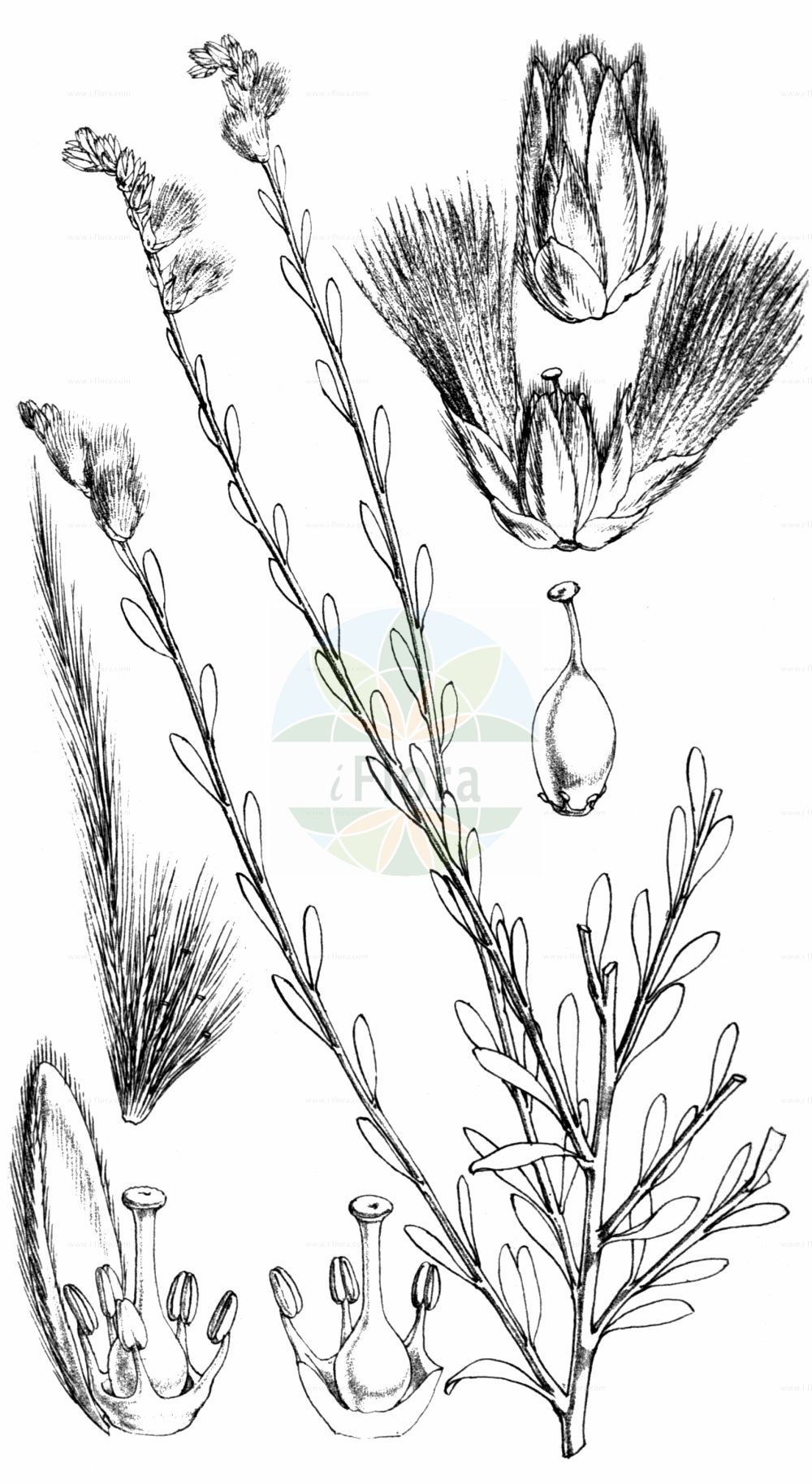 Historische Abbildung von Krascheninnikovia ceratoides. Das Bild zeigt Blatt, Bluete, Frucht und Same. ---- Historical Drawing of Krascheninnikovia ceratoides. The image is showing leaf, flower, fruit and seed.(Krascheninnikovia ceratoides,Axyris ceratoides,Ceratoides latens,Ceratoides papposa,Eurotia ceratoides,Eurotia ferruginea,Eurotia lenensis,Krascheninnikovia ceratoides,Krascheninnikovia lenensis,Krascheninnikovia,Amaranthaceae,Fuchsschwanzgewächse,Pigweed family,Blatt,Bluete,Frucht,Same,leaf,flower,fruit,seed,Journal of the proceedings of the Linnean Society (1861))