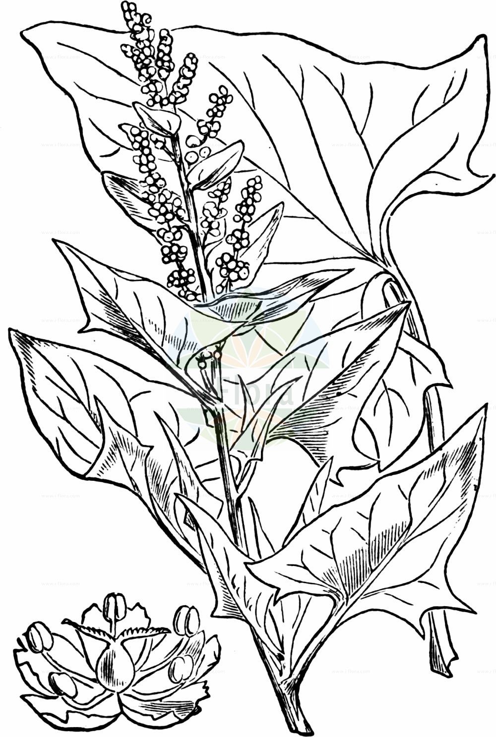 Historische Abbildung von Blitum bonus-henricus (Guter Heinrich - Good-King-Henry). Das Bild zeigt Blatt, Bluete, Frucht und Same. ---- Historical Drawing of Blitum bonus-henricus (Guter Heinrich - Good-King-Henry). The image is showing leaf, flower, fruit and seed.(Blitum bonus-henricus,Guter Heinrich,Good-King-Henry,Blitum bonus-henricus,Chenopodium bonus-henricus,Guter Heinrich,Good-King-Henry,Perennial Goosefoot,Blitum,Amaranthaceae,Fuchsschwanzgewächse,Pigweed family,Blatt,Bluete,Frucht,Same,leaf,flower,fruit,seed,Fitch et al. (1880))