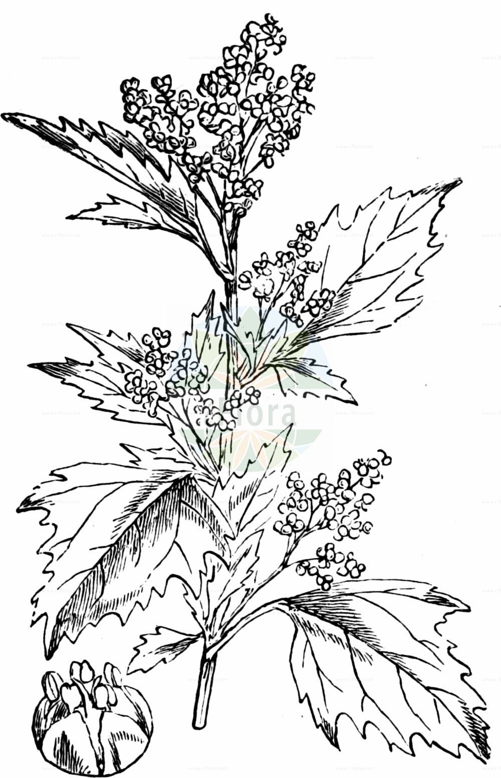 Historische Abbildung von Chenopodiastrum murale (Mauer-Gänsefuß - Nettle-leaved Goosefoot). Das Bild zeigt Blatt, Bluete, Frucht und Same. ---- Historical Drawing of Chenopodiastrum murale (Mauer-Gänsefuß - Nettle-leaved Goosefoot). The image is showing leaf, flower, fruit and seed.(Chenopodiastrum murale,Mauer-Gänsefuß,Nettle-leaved Goosefoot,Chenopodiastrum murale,Chenopodium murale,Mauer-Gaensefuss,Nettle-leaved Goosefoot,Nettle-leaf Goosefoot,Nettle-leaved Fat-Hen,Wall Goosefoot,Chenopodiastrum,Amaranthaceae,Fuchsschwanzgewächse,Pigweed family,Blatt,Bluete,Frucht,Same,leaf,flower,fruit,seed,Fitch et al. (1880))
