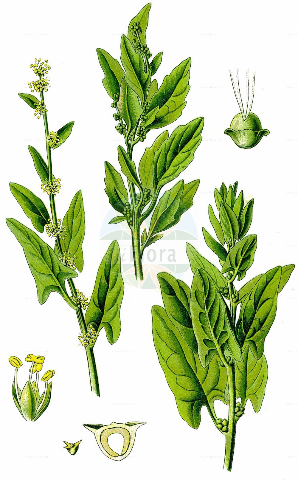 Historische Abbildung von Spinacia oleracea (Spinach). Das Bild zeigt Blatt, Bluete, Frucht und Same. ---- Historical Drawing of Spinacia oleracea (Spinach). The image is showing leaf, flower, fruit and seed.(Spinacia oleracea,Spinach,Spinacia glabra,Spinacia inermis,Spinacia oleracea,Spinacia spinosa,Spinacia,Amaranthaceae,Fuchsschwanzgewächse,Pigweed family,Blatt,Bluete,Frucht,Same,leaf,flower,fruit,seed,Thomé (1885))