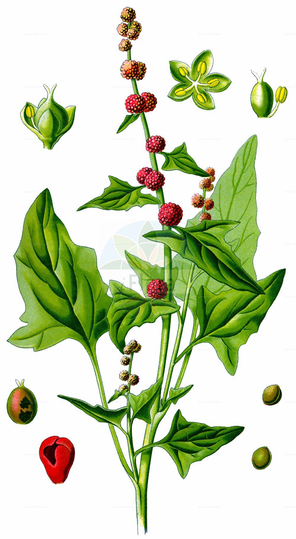 Historische Abbildung von Blitum capitatum (Strawberry-blite). Das Bild zeigt Blatt, Bluete, Frucht und Same. ---- Historical Drawing of Blitum capitatum (Strawberry-blite). The image is showing leaf, flower, fruit and seed.(Blitum capitatum,Strawberry-blite,Blitum capitatum,Chenopodium capitatum,Blitum,Amaranthaceae,Fuchsschwanzgewächse,Pigweed family,Blatt,Bluete,Frucht,Same,leaf,flower,fruit,seed,Thomé (1885))