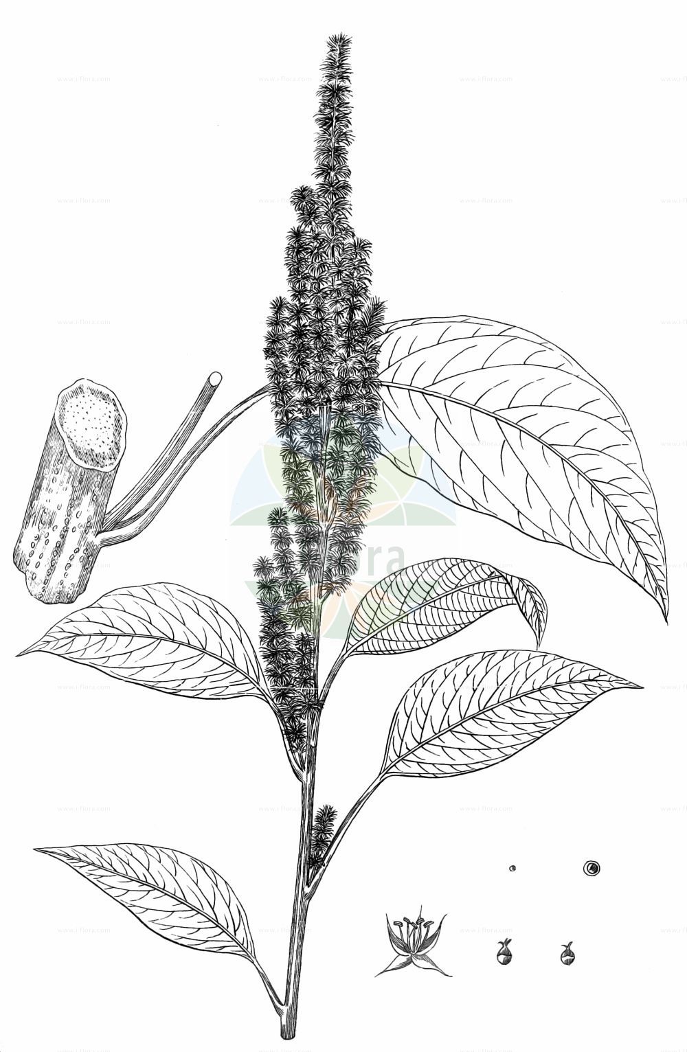 Historische Abbildung von Amaranthus cruentus. Das Bild zeigt Blatt, Bluete, Frucht und Same. ---- Historical Drawing of Amaranthus cruentus. The image is showing leaf, flower, fruit and seed.(Amaranthus cruentus,Amaranthus cruentus,Amaranthus paniculatus,Amaranthus paniculatus var. cruentus,Amaranthus,Fuchsschwanz,Pigweed,Amaranthaceae,Fuchsschwanzgewächse,Pigweed family,Blatt,Bluete,Frucht,Same,leaf,flower,fruit,seed,Kirtikar & Basu (1918))