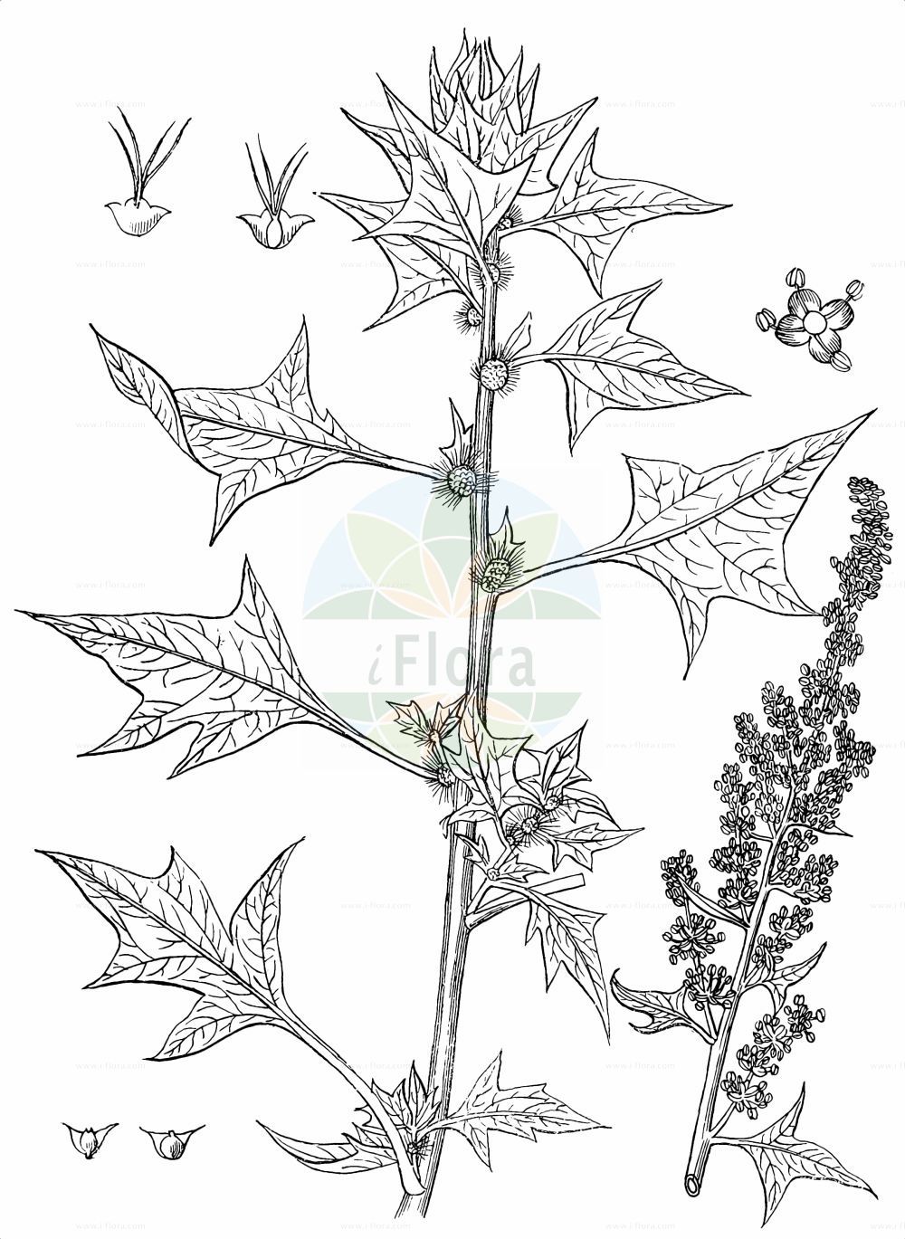 Historische Abbildung von Spinacia oleracea (Spinach). Das Bild zeigt Blatt, Bluete, Frucht und Same. ---- Historical Drawing of Spinacia oleracea (Spinach). The image is showing leaf, flower, fruit and seed.(Spinacia oleracea,Spinach,Spinacia glabra,Spinacia inermis,Spinacia oleracea,Spinacia spinosa,Spinacia,Amaranthaceae,Fuchsschwanzgewächse,Pigweed family,Blatt,Bluete,Frucht,Same,leaf,flower,fruit,seed,Kirtikar & Basu (1918))