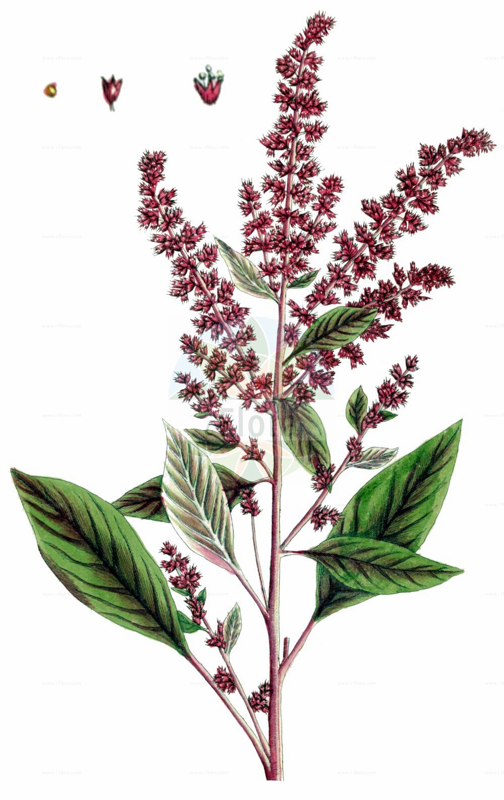 Historische Abbildung von Amaranthus hypochondriacus. Das Bild zeigt Blatt, Bluete, Frucht und Same. ---- Historical Drawing of Amaranthus hypochondriacus. The image is showing leaf, flower, fruit and seed.(Amaranthus hypochondriacus,Amaranthus hypochondriacus,Amaranthus,Fuchsschwanz,Pigweed,Amaranthaceae,Fuchsschwanzgewächse,Pigweed family,Blatt,Bluete,Frucht,Same,leaf,flower,fruit,seed,Blackwell (1737-1739))