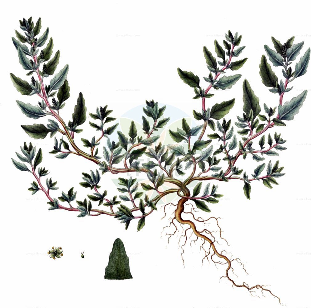 Historische Abbildung von Oxybasis glauca (Graugrüner Gänsefuß - Oak-leaved Goosefoot). Das Bild zeigt Blatt, Bluete, Frucht und Same. ---- Historical Drawing of Oxybasis glauca (Graugrüner Gänsefuß - Oak-leaved Goosefoot). The image is showing leaf, flower, fruit and seed.(Oxybasis glauca,Graugrüner Gänsefuß,Oak-leaved Goosefoot,Chenopodium glaucum,Chenopodium wolffii,Oxybasis glauca,Graugruener Gaensefuss,Grauer Gaensefuss,Oak-leaved Goosefoot,Glaucous Goosefoot,Oak-leaf Goosefoot,Oxybasis,Amaranthaceae,Fuchsschwanzgewächse,Pigweed family,Blatt,Bluete,Frucht,Same,leaf,flower,fruit,seed,Oeder (1761-1883))
