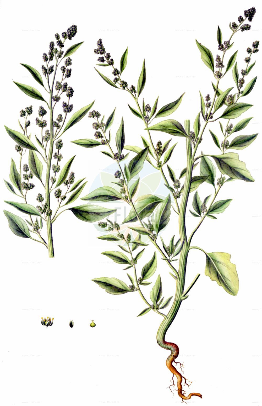 Historische Abbildung von Chenopodiastrum hybridum (Breitblättriger Gänsefuß - Maple-leaved Goosefoot). Das Bild zeigt Blatt, Bluete, Frucht und Same. ---- Historical Drawing of Chenopodiastrum hybridum (Breitblättriger Gänsefuß - Maple-leaved Goosefoot). The image is showing leaf, flower, fruit and seed.(Chenopodiastrum hybridum,Breitblättriger Gänsefuß,Maple-leaved Goosefoot,Chenopodiastrum hybridum,Chenopodium angulosum,Chenopodium hybridum,Breitblaettriger Gaensefuss,Bastard-Gaensefuss,Sautod-Gaensefuss,Stechapfelblaettriger Gaensefuss,Maple-leaved Goosefoot,Bigseed Goosefoot,Maple-leaf Goosefoot,Sowbane,Chenopodiastrum,Amaranthaceae,Fuchsschwanzgewächse,Pigweed family,Blatt,Bluete,Frucht,Same,leaf,flower,fruit,seed,Oeder (1761-1883))