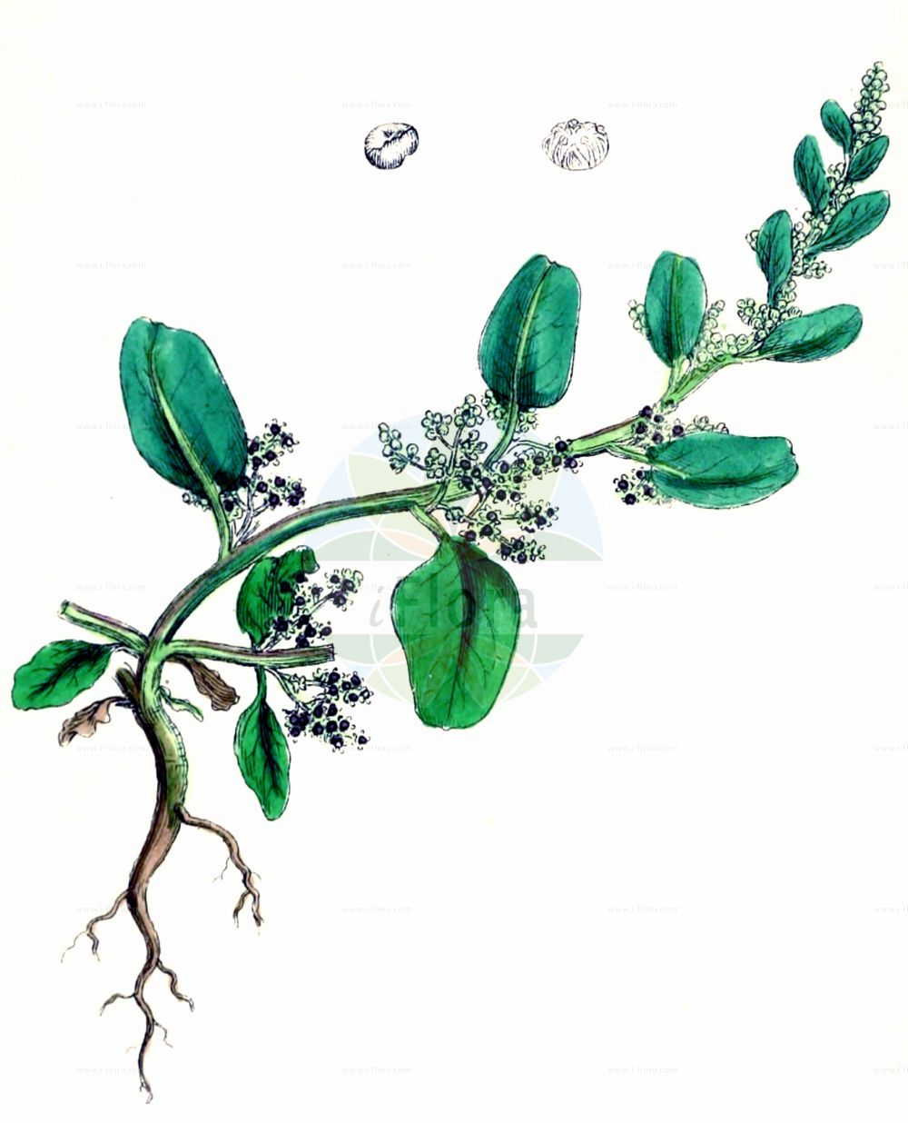 Historische Abbildung von Lipandra polysperma (Vielsamiger Gänsefuß - Many-seeded Goosefoot). Das Bild zeigt Blatt, Bluete, Frucht und Same. ---- Historical Drawing of Lipandra polysperma (Vielsamiger Gänsefuß - Many-seeded Goosefoot). The image is showing leaf, flower, fruit and seed.(Lipandra polysperma,Vielsamiger Gänsefuß,Many-seeded Goosefoot,Chenopodium acutifolium,Chenopodium polyspermum,Lipandra polysperma,Vielsamiger Gaensefuss,Many-seeded Goosefoot,Allseed,Manyseed Goosefoot,Lipandra,Amaranthaceae,Fuchsschwanzgewächse,Pigweed family,Blatt,Bluete,Frucht,Same,leaf,flower,fruit,seed,Sowerby (1790-1813))