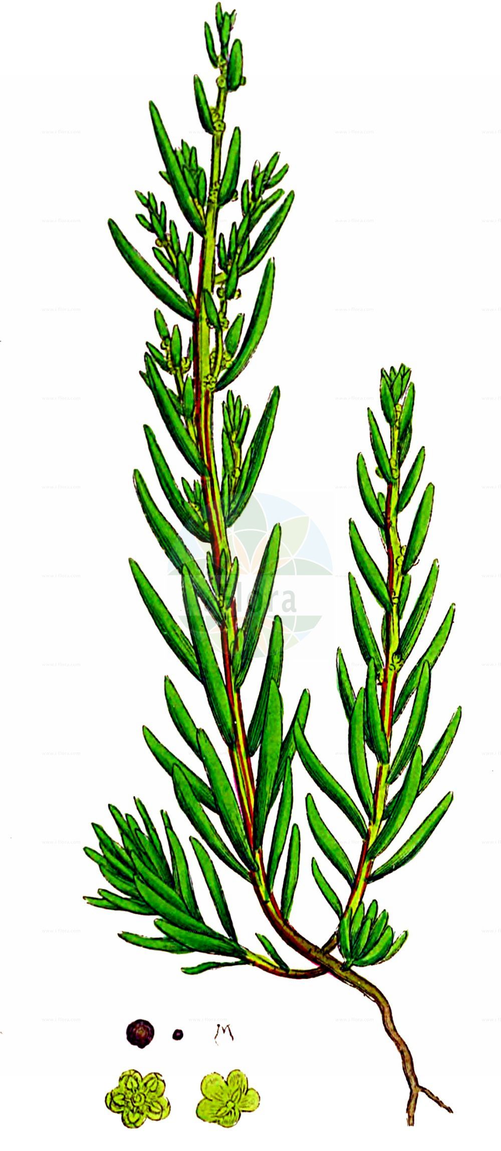 Historische Abbildung von Suaeda maritima (Strandsode - Annual Sea-blite). Das Bild zeigt Blatt, Bluete, Frucht und Same. ---- Historical Drawing of Suaeda maritima (Strandsode - Annual Sea-blite). The image is showing leaf, flower, fruit and seed.(Suaeda maritima,Strandsode,Annual Sea-blite,Chenopodium maritimum,Suaeda cavanillesiana,Suaeda jacquinii,Suaeda maritima,Strandsode,Chenopodium maritimum L.,Annual Sea-blite,Herbaceous Seepweed,Atlantic Sea-blite,Salt Goosefoot,Suaeda,Sode,Sea-blite,Amaranthaceae,Fuchsschwanzgewächse,Pigweed family,Blatt,Bluete,Frucht,Same,leaf,flower,fruit,seed,Sowerby (1790-1813))
