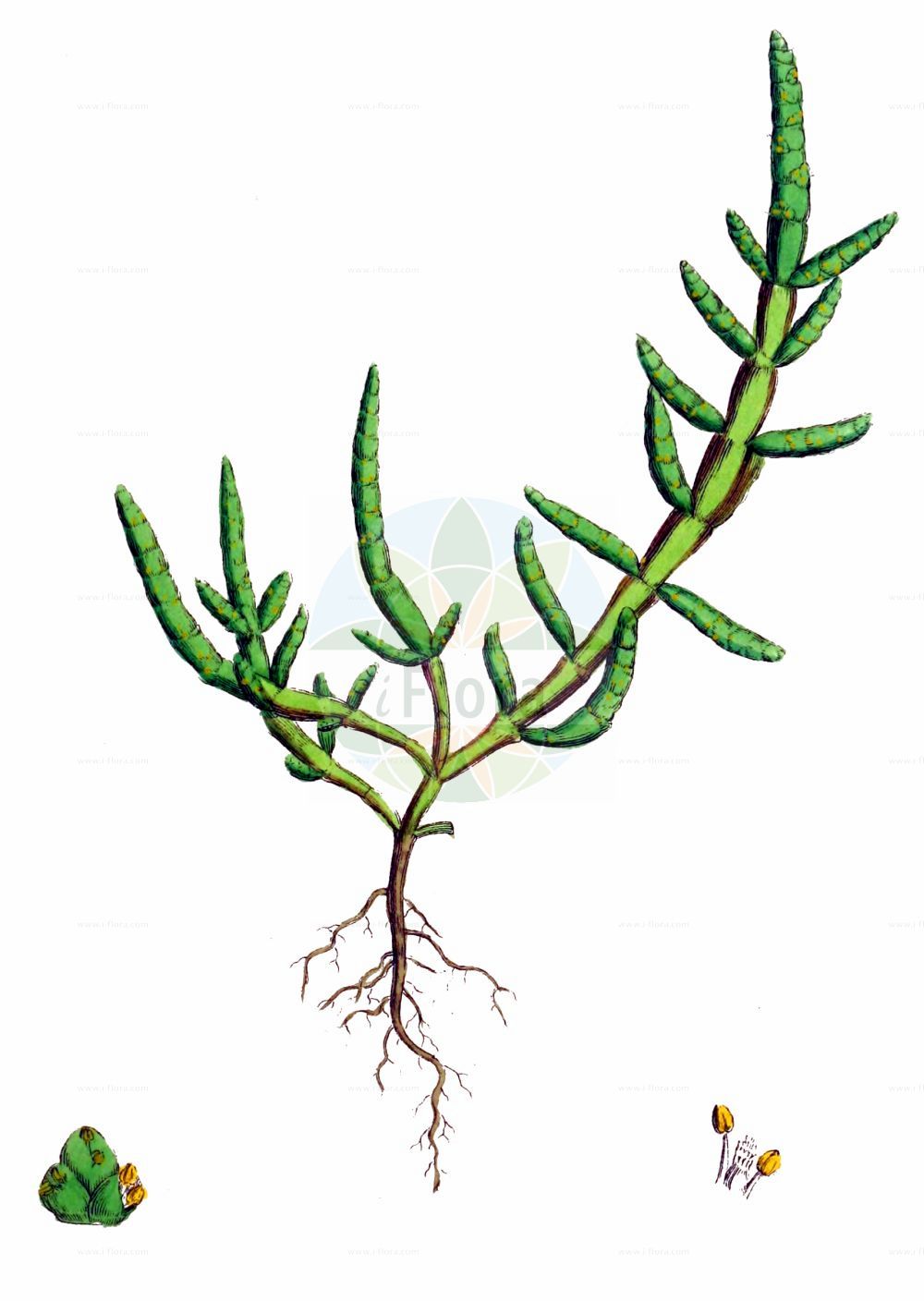 Historische Abbildung von Salicornia europaea (Europäischer Queller - Common Glasswort). Das Bild zeigt Blatt, Bluete, Frucht und Same. ---- Historical Drawing of Salicornia europaea (Europäischer Queller - Common Glasswort). The image is showing leaf, flower, fruit and seed.(Salicornia europaea,Europäischer Queller,Common Glasswort,Salicornia annua,Salicornia europaea,Salicornia herbacea,Europaeischer Queller,Gewoehnlicher Queller,Kurzaehren-Queller,Queller,Common Glasswort,Purple Glasswort,Glaucous Glasswort,Red Swampfire,Slender Grasswort,Salicornia,Queller,Glassworts,Amaranthaceae,Fuchsschwanzgewächse,Pigweed family,Blatt,Bluete,Frucht,Same,leaf,flower,fruit,seed,Sowerby (1790-1813))