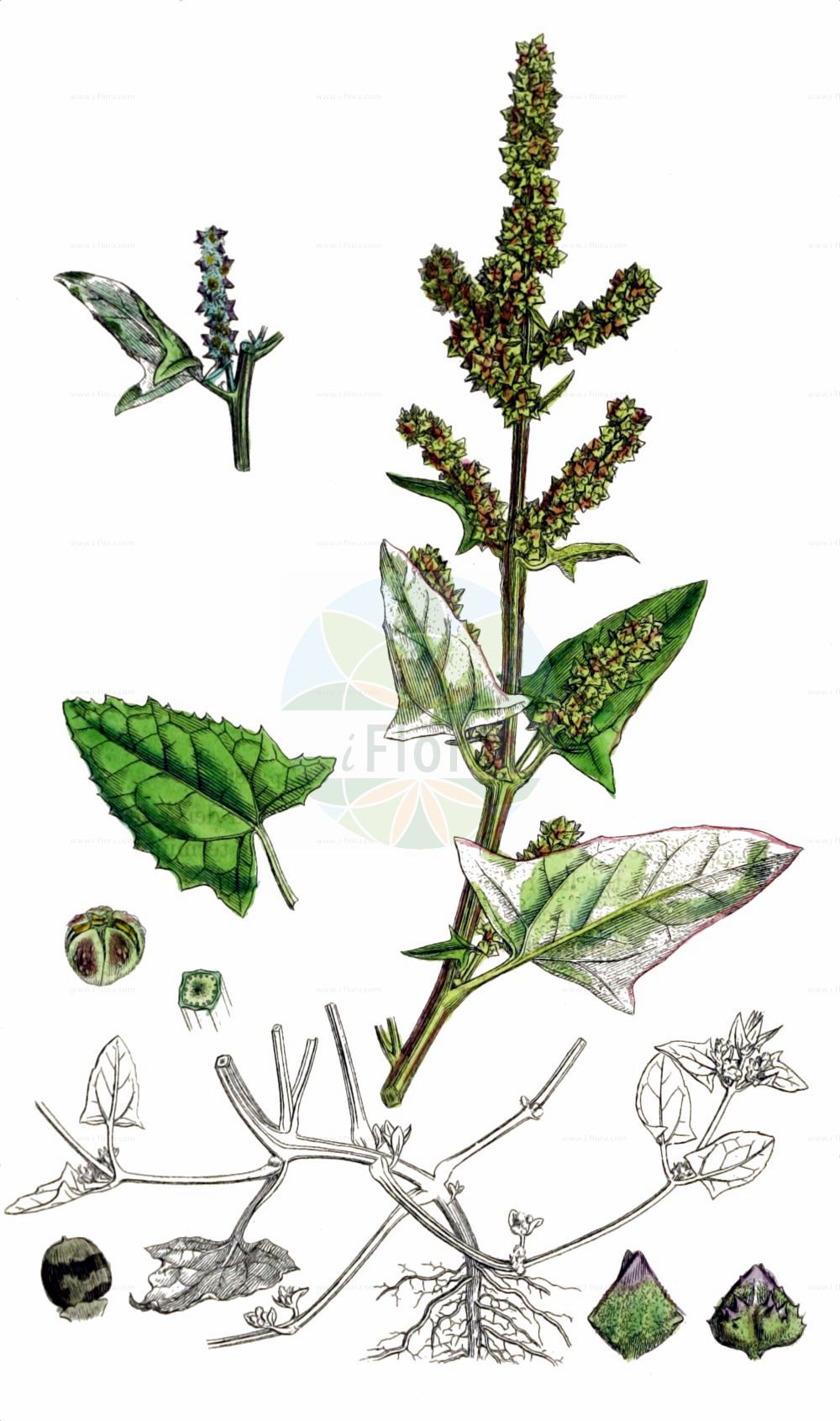 Historische Abbildung von Atriplex prostrata (Spieß-Melde - Spear-leaved Orache). Das Bild zeigt Blatt, Bluete, Frucht und Same. ---- Historical Drawing of Atriplex prostrata (Spieß-Melde - Spear-leaved Orache). The image is showing leaf, flower, fruit and seed.(Atriplex prostrata,Spieß-Melde,Spear-leaved Orache,Atriplex deltoidea,Atriplex latifolia,Atriplex oppositifolia,Atriplex platysepala,Atriplex polonica,Atriplex prostrata,Atriplex triangularis,Spiess-Melde,Spiessblaettrige Melde,Spear-leaved Orache,Hastate Orache,Halberd-leaf Orache,Thin-leaved Orache,Mountain Spinach,Triangle Orache,Wild Orache,Atriplex,Melde,Saltbush,Amaranthaceae,Fuchsschwanzgewächse,Pigweed family,Blatt,Bluete,Frucht,Same,leaf,flower,fruit,seed,Sowerby (1790-1813))