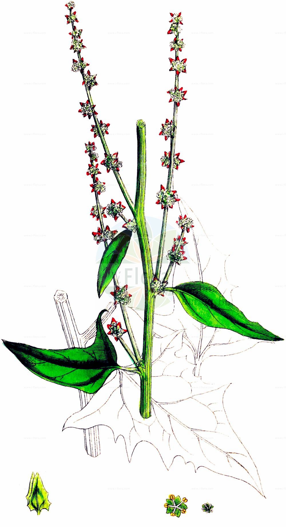 Historische Abbildung von Atriplex prostrata (Spieß-Melde - Spear-leaved Orache). Das Bild zeigt Blatt, Bluete, Frucht und Same. ---- Historical Drawing of Atriplex prostrata (Spieß-Melde - Spear-leaved Orache). The image is showing leaf, flower, fruit and seed.(Atriplex prostrata,Spieß-Melde,Spear-leaved Orache,Atriplex deltoidea,Atriplex latifolia,Atriplex oppositifolia,Atriplex platysepala,Atriplex polonica,Atriplex prostrata,Atriplex triangularis,Spiess-Melde,Spiessblaettrige Melde,Spear-leaved Orache,Hastate Orache,Halberd-leaf Orache,Thin-leaved Orache,Mountain Spinach,Triangle Orache,Wild Orache,Atriplex,Melde,Saltbush,Amaranthaceae,Fuchsschwanzgewächse,Pigweed family,Blatt,Bluete,Frucht,Same,leaf,flower,fruit,seed,Sowerby (1790-1813))