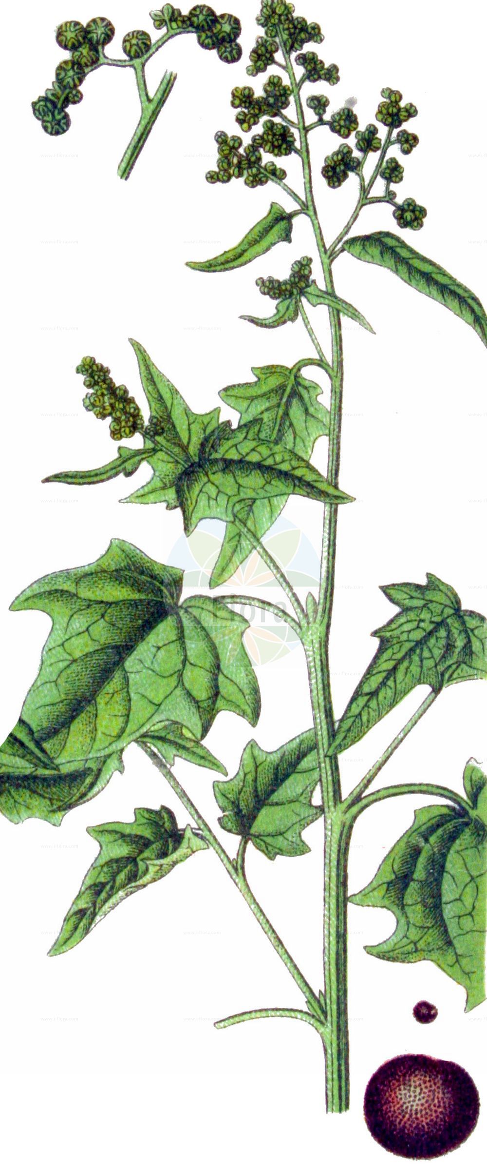 Historische Abbildung von Chenopodiastrum hybridum (Breitblättriger Gänsefuß - Maple-leaved Goosefoot). Das Bild zeigt Blatt, Bluete, Frucht und Same. ---- Historical Drawing of Chenopodiastrum hybridum (Breitblättriger Gänsefuß - Maple-leaved Goosefoot). The image is showing leaf, flower, fruit and seed.(Chenopodiastrum hybridum,Breitblättriger Gänsefuß,Maple-leaved Goosefoot,Chenopodiastrum hybridum,Chenopodium angulosum,Chenopodium hybridum,Breitblaettriger Gaensefuss,Bastard-Gaensefuss,Sautod-Gaensefuss,Stechapfelblaettriger Gaensefuss,Maple-leaved Goosefoot,Bigseed Goosefoot,Maple-leaf Goosefoot,Sowbane,Chenopodiastrum,Amaranthaceae,Fuchsschwanzgewächse,Pigweed family,Blatt,Bluete,Frucht,Same,leaf,flower,fruit,seed,Sturm (1796f))