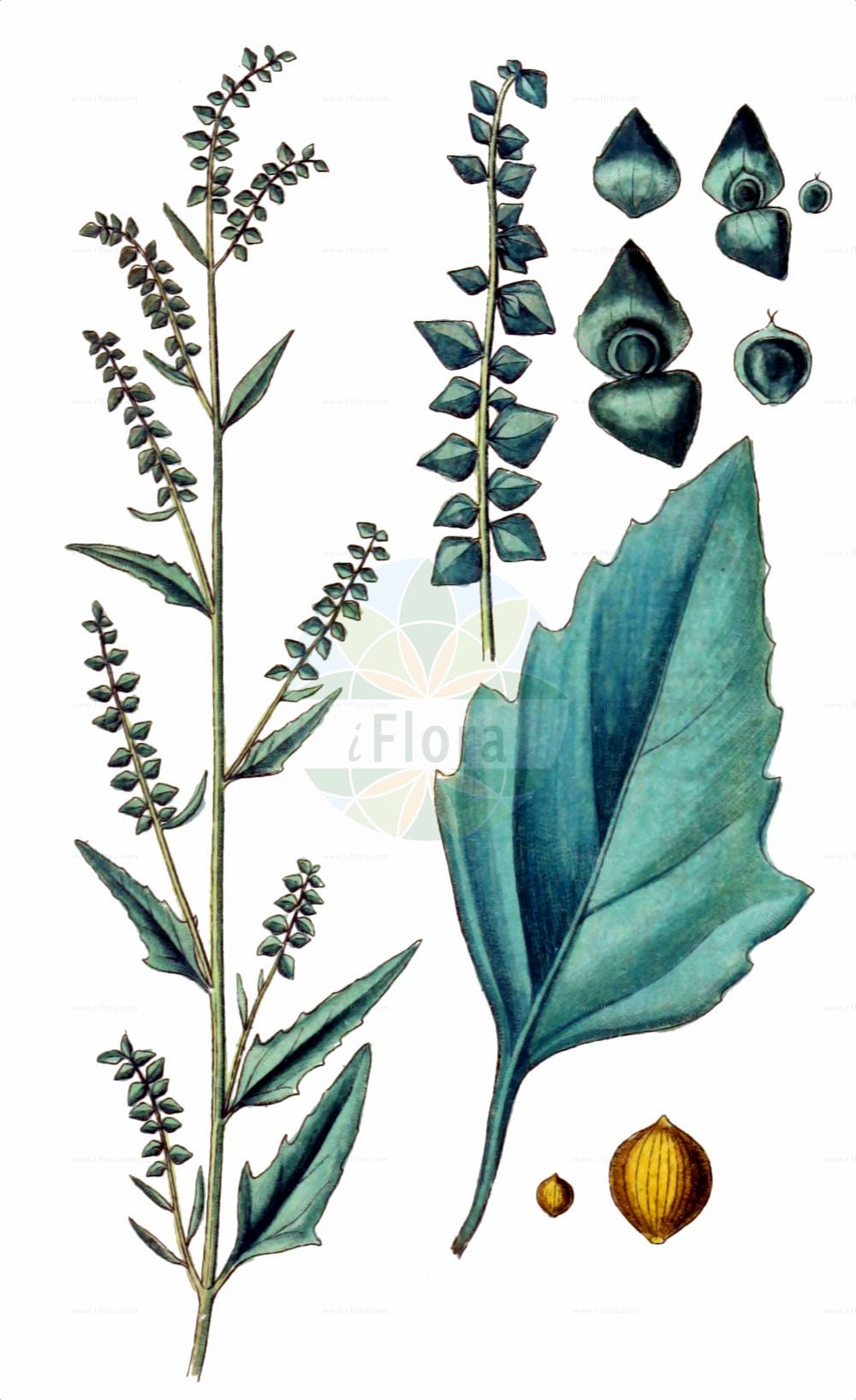 Historische Abbildung von Atriplex oblongifolia (Langblättrige Melde - Oblongleaf Orache). Das Bild zeigt Blatt, Bluete, Frucht und Same. ---- Historical Drawing of Atriplex oblongifolia (Langblättrige Melde - Oblongleaf Orache). The image is showing leaf, flower, fruit and seed.(Atriplex oblongifolia,Langblättrige Melde,Oblongleaf Orache,Atriplex oblongifolia,Langblaettrige Melde,Oblongleaf Orache,Atriplex,Melde,Saltbush,Amaranthaceae,Fuchsschwanzgewächse,Pigweed family,Blatt,Bluete,Frucht,Same,leaf,flower,fruit,seed,Sturm (1796f))