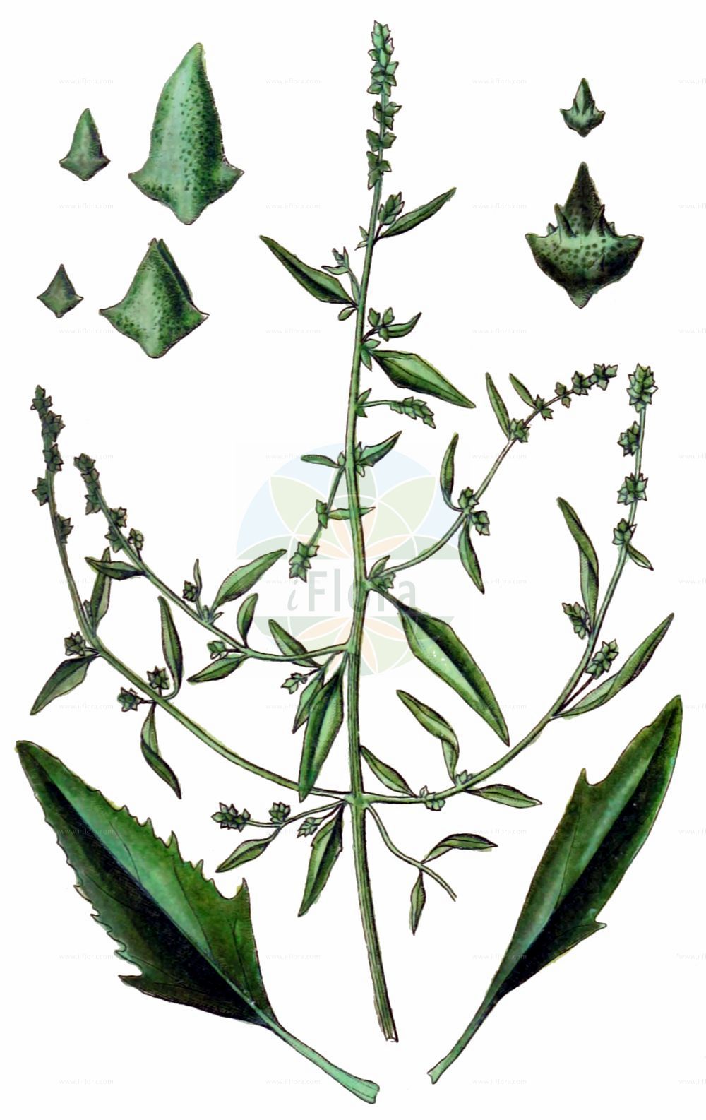 Historische Abbildung von Atriplex patula (Spreizende Melde - Common Orache). Das Bild zeigt Blatt, Bluete, Frucht und Same. ---- Historical Drawing of Atriplex patula (Spreizende Melde - Common Orache). The image is showing leaf, flower, fruit and seed.(Atriplex patula,Spreizende Melde,Common Orache,Atriplex amana,Atriplex angustifolia,Atriplex erecta,Atriplex macrodira,Atriplex patula,Atriplex patula subsp. producta,Spreizende Melde,Common Orache,Gmelin's Saltbush,Spear Saltbush,Halberdleaf Orache,Spreading Orache,Atriplex,Melde,Saltbush,Amaranthaceae,Fuchsschwanzgewächse,Pigweed family,Blatt,Bluete,Frucht,Same,leaf,flower,fruit,seed,Sturm (1796f))