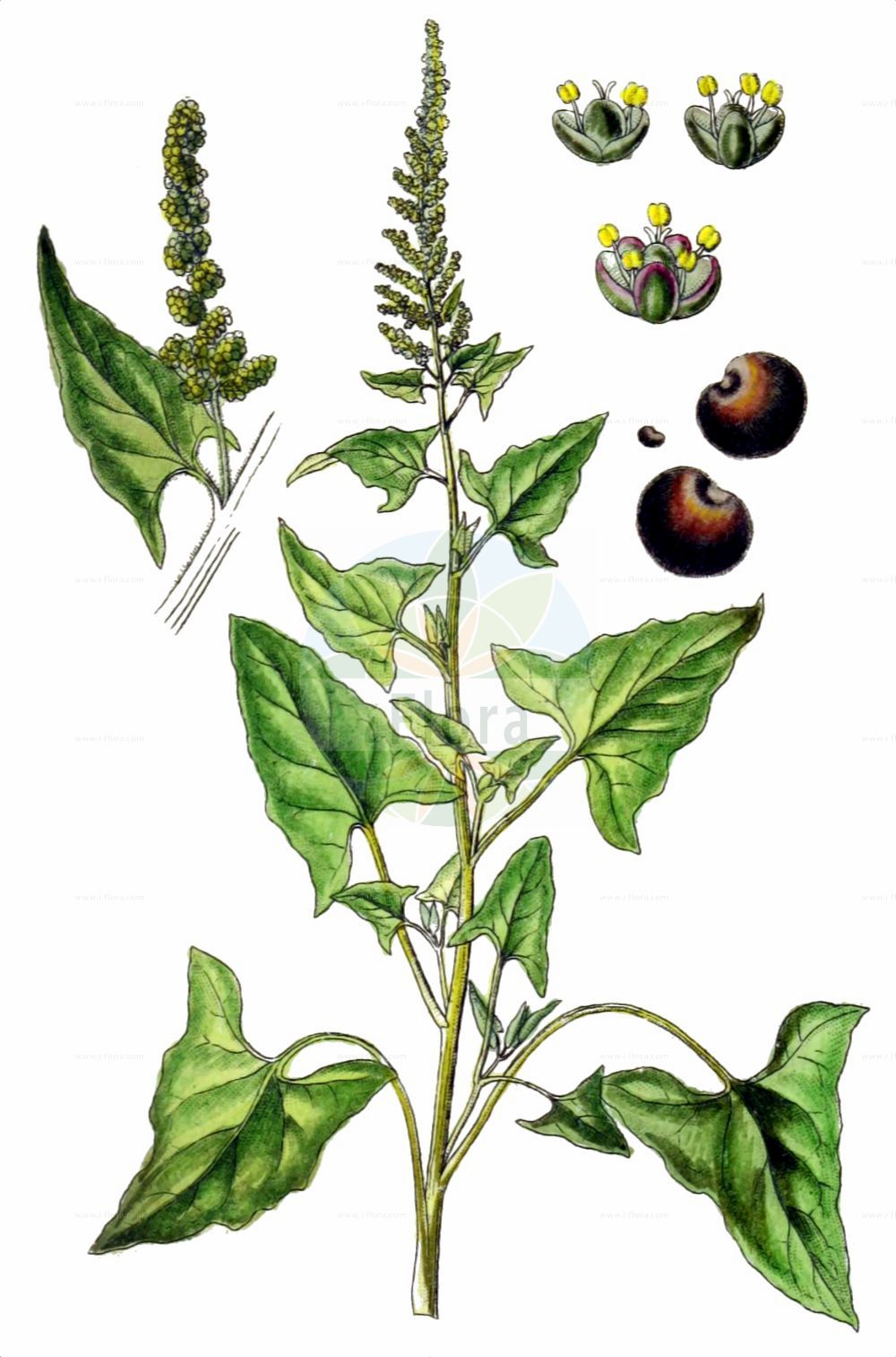 Historische Abbildung von Blitum bonus-henricus (Guter Heinrich - Good-King-Henry). Das Bild zeigt Blatt, Bluete, Frucht und Same. ---- Historical Drawing of Blitum bonus-henricus (Guter Heinrich - Good-King-Henry). The image is showing leaf, flower, fruit and seed.(Blitum bonus-henricus,Guter Heinrich,Good-King-Henry,Blitum bonus-henricus,Chenopodium bonus-henricus,Guter Heinrich,Good-King-Henry,Perennial Goosefoot,Blitum,Amaranthaceae,Fuchsschwanzgewächse,Pigweed family,Blatt,Bluete,Frucht,Same,leaf,flower,fruit,seed,Sturm (1796f))
