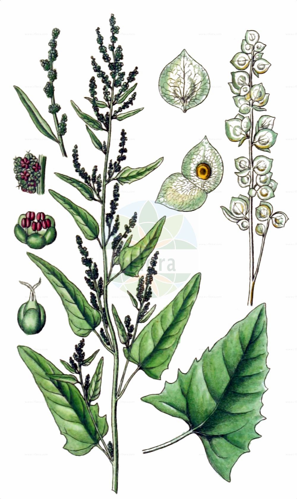 Historische Abbildung von Atriplex hortensis (Garten-Melde - Garden Orache). Das Bild zeigt Blatt, Bluete, Frucht und Same. ---- Historical Drawing of Atriplex hortensis (Garten-Melde - Garden Orache). The image is showing leaf, flower, fruit and seed.(Atriplex hortensis,Garten-Melde,Garden Orache,Atriplex hortensis,Atriplex microtheca,Garten-Melde,Garden Orache,Atriplex,Melde,Saltbush,Amaranthaceae,Fuchsschwanzgewächse,Pigweed family,Blatt,Bluete,Frucht,Same,leaf,flower,fruit,seed,Sturm (1796f))