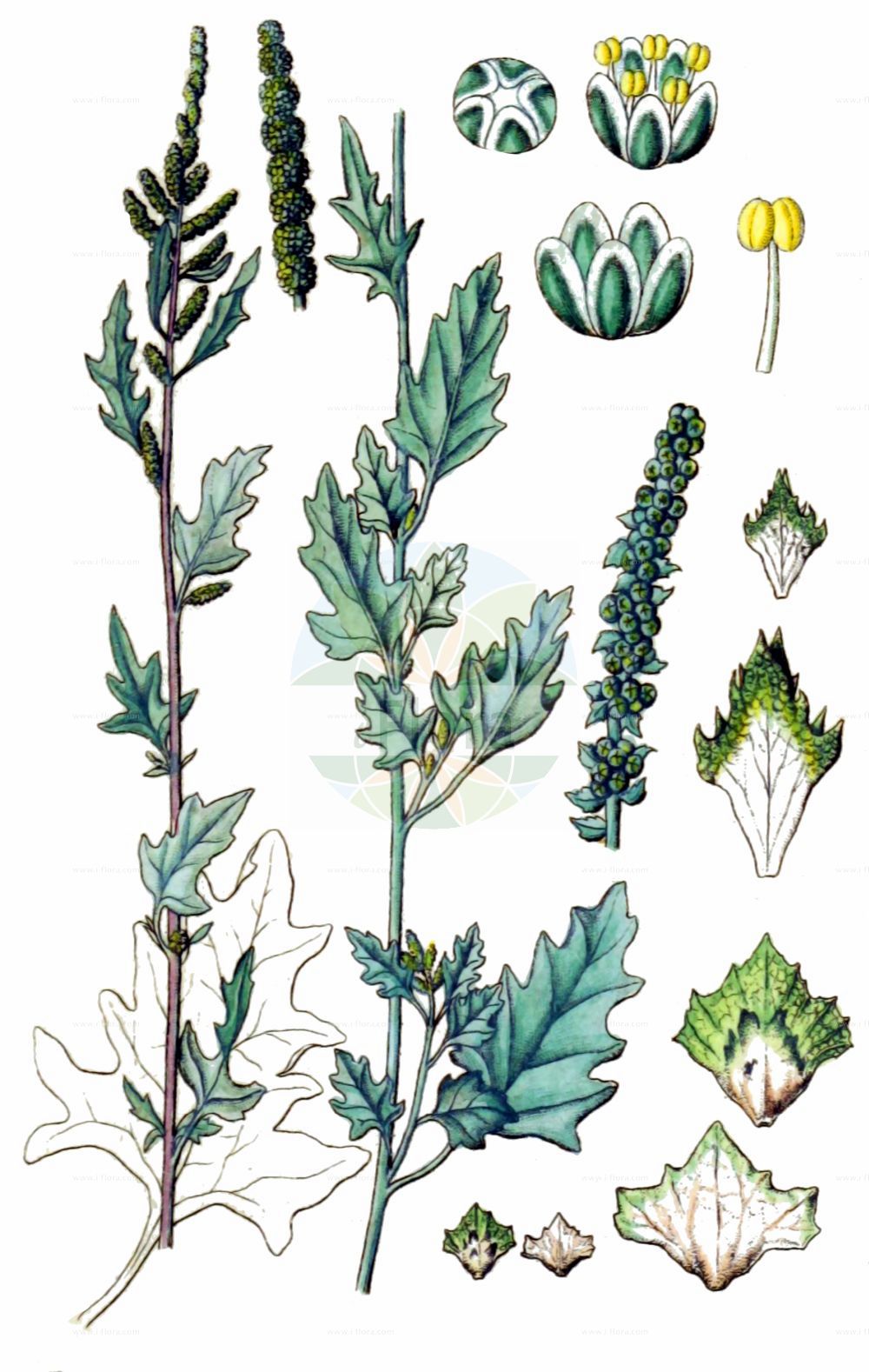 Historische Abbildung von Atriplex laciniata (Gelappte Melde - Frosted Orache). Das Bild zeigt Blatt, Bluete, Frucht und Same. ---- Historical Drawing of Atriplex laciniata (Gelappte Melde - Frosted Orache). The image is showing leaf, flower, fruit and seed.(Atriplex laciniata,Gelappte Melde,Frosted Orache,Atriplex arenaria,Atriplex laciniata,Atriplex maritima,Atriplex sabulosa,Gelappte Melde,Frosted Orache,Atriplex,Melde,Saltbush,Amaranthaceae,Fuchsschwanzgewächse,Pigweed family,Blatt,Bluete,Frucht,Same,leaf,flower,fruit,seed,Sturm (1796f))