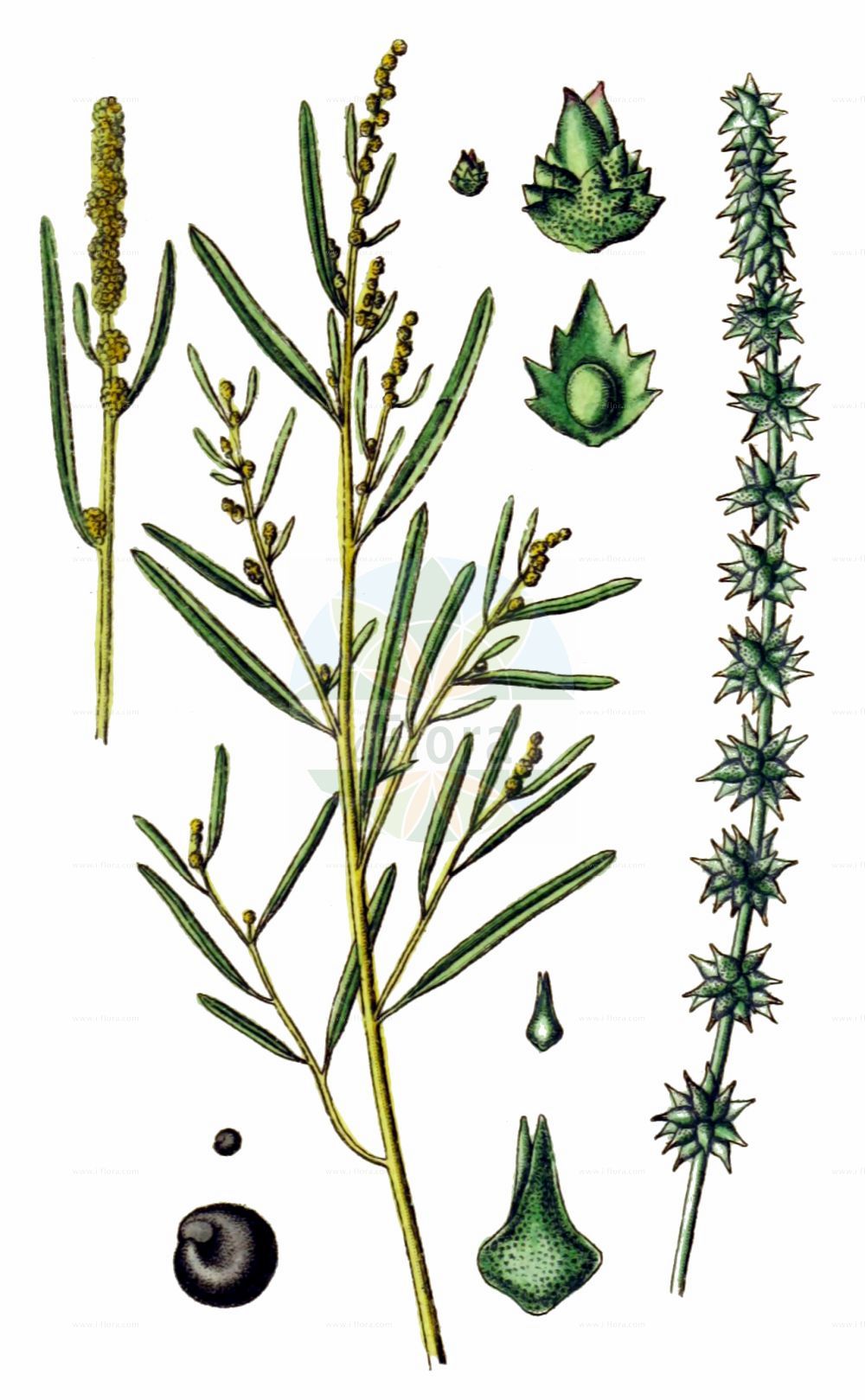 Historische Abbildung von Atriplex littoralis (Strand-Melde - Grass-leaved Orache). Das Bild zeigt Blatt, Bluete, Frucht und Same. ---- Historical Drawing of Atriplex littoralis (Strand-Melde - Grass-leaved Orache). The image is showing leaf, flower, fruit and seed.(Atriplex littoralis,Strand-Melde,Grass-leaved Orache,Atriplex littoralis,Atriplex serrata,Strand-Melde,Grass-leaved Orache,Crested Saltbush,Grassleaf Orache,Shore Orache,Atriplex,Melde,Saltbush,Amaranthaceae,Fuchsschwanzgewächse,Pigweed family,Blatt,Bluete,Frucht,Same,leaf,flower,fruit,seed,Sturm (1796f))