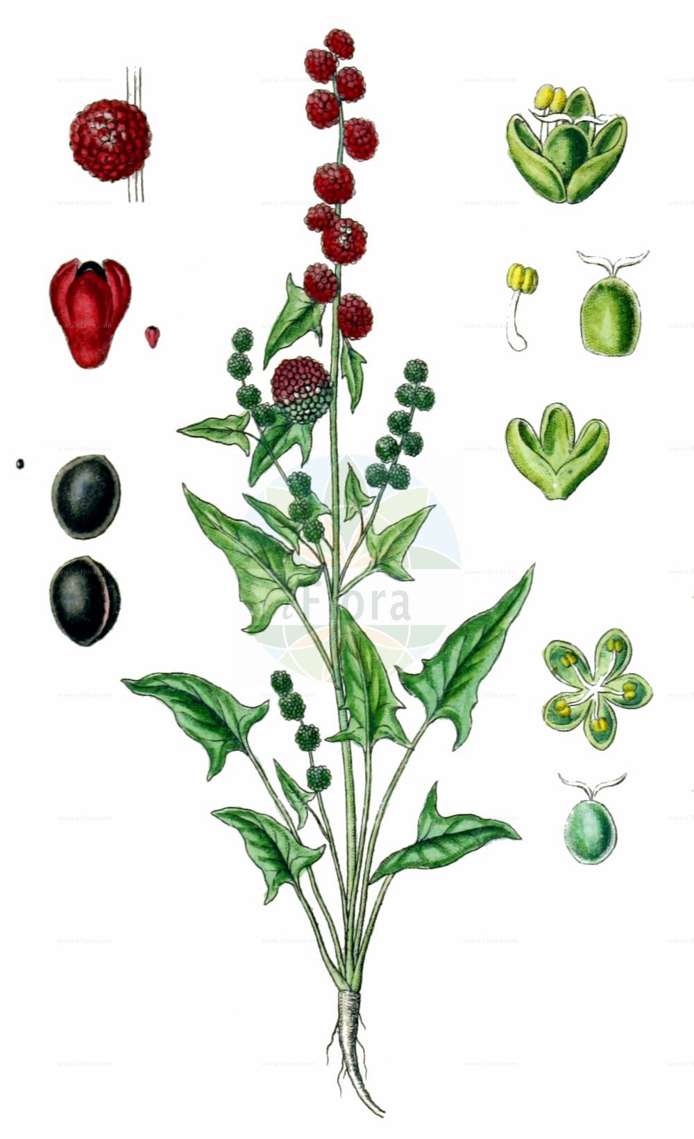 Historische Abbildung von Blitum capitatum (Strawberry-blite). Das Bild zeigt Blatt, Bluete, Frucht und Same. ---- Historical Drawing of Blitum capitatum (Strawberry-blite). The image is showing leaf, flower, fruit and seed.(Blitum capitatum,Strawberry-blite,Blitum capitatum,Chenopodium capitatum,Blitum,Amaranthaceae,Fuchsschwanzgewächse,Pigweed family,Blatt,Bluete,Frucht,Same,leaf,flower,fruit,seed,Sturm (1796f))