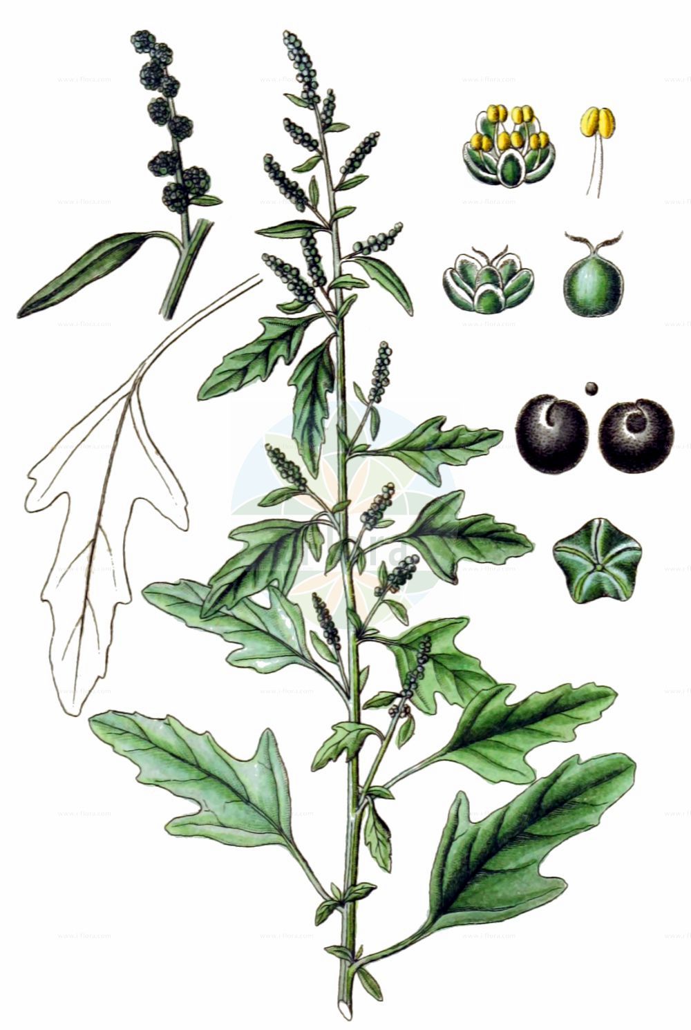 Historische Abbildung von Chenopodium ficifolium (Feigenblättriger Gänsefuß - Fig-leaved Goosefoot). Das Bild zeigt Blatt, Bluete, Frucht und Same. ---- Historical Drawing of Chenopodium ficifolium (Feigenblättriger Gänsefuß - Fig-leaved Goosefoot). The image is showing leaf, flower, fruit and seed.(Chenopodium ficifolium,Feigenblättriger Gänsefuß,Fig-leaved Goosefoot,Chenopodium ficifolium,Feigenblaettriger Gaensefuss,Fig-leaved Goosefoot,Figleaf Goosefoot,Chenopodium,Gänsefuß,Goosefoot,Amaranthaceae,Fuchsschwanzgewächse,Pigweed family,Blatt,Bluete,Frucht,Same,leaf,flower,fruit,seed,Sturm (1796f))