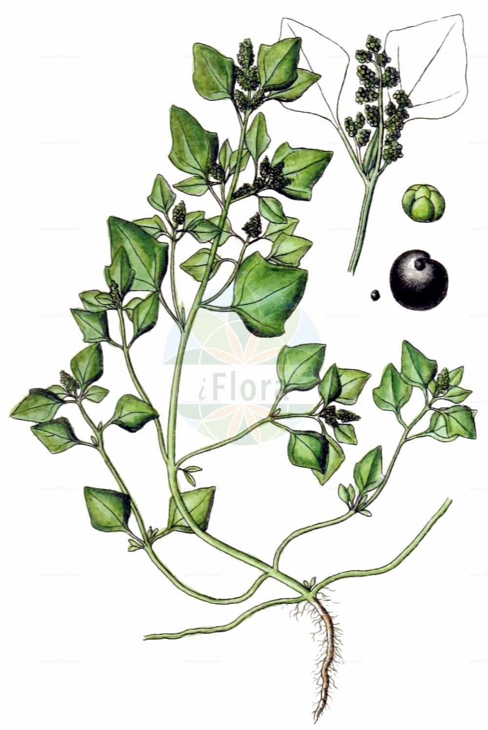 Historische Abbildung von Chenopodium vulvaria (Stinkender Gänsefuß - Stinking Goosefoot). Das Bild zeigt Blatt, Bluete, Frucht und Same. ---- Historical Drawing of Chenopodium vulvaria (Stinkender Gänsefuß - Stinking Goosefoot). The image is showing leaf, flower, fruit and seed.(Chenopodium vulvaria,Stinkender Gänsefuß,Stinking Goosefoot,Chenopodium foetidum,Chenopodium olidum,Chenopodium vulvaria,Stinkender Gaensefuss,Stinking Goosefoot,Chenopodium,Gänsefuß,Goosefoot,Amaranthaceae,Fuchsschwanzgewächse,Pigweed family,Blatt,Bluete,Frucht,Same,leaf,flower,fruit,seed,Sturm (1796f))