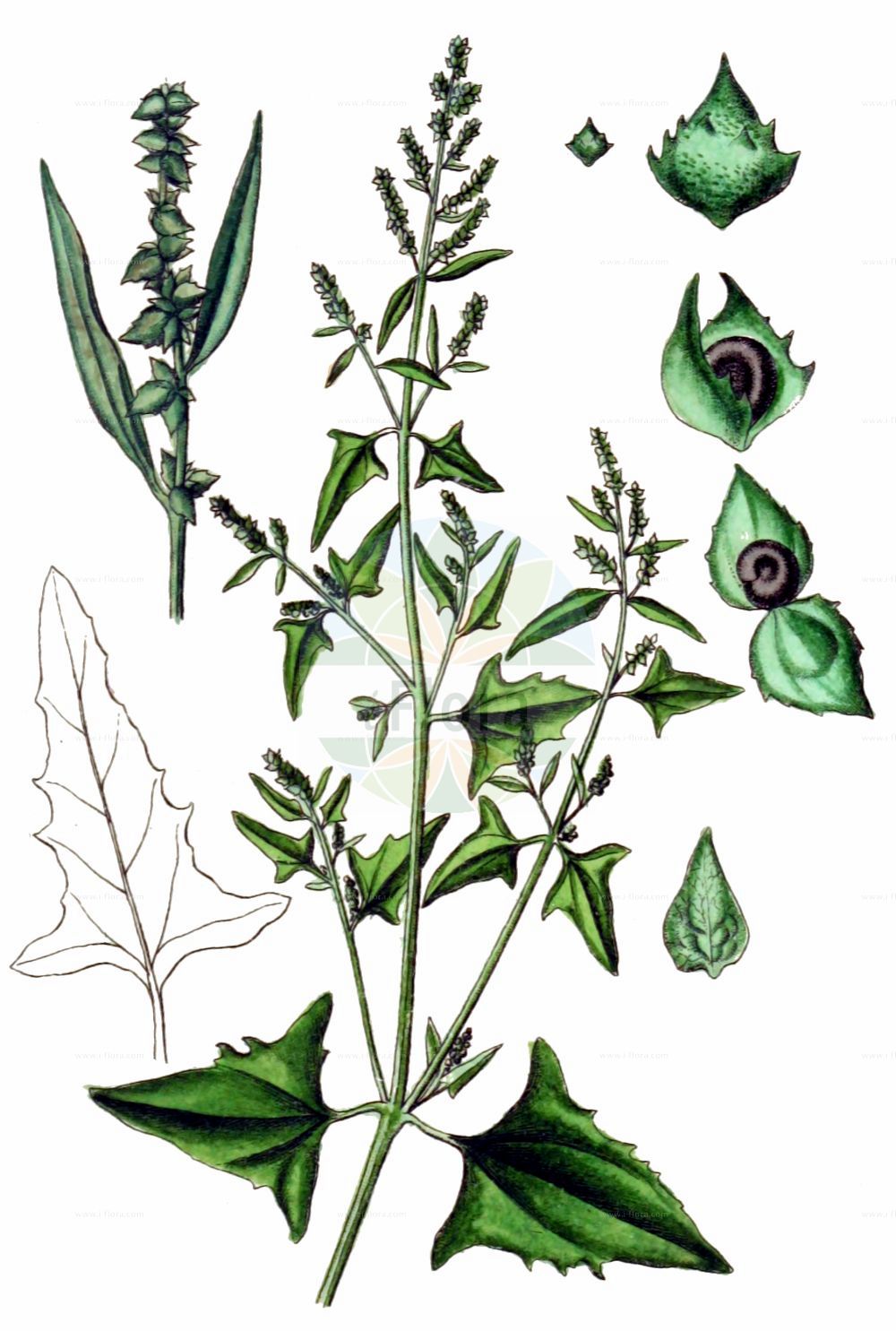 Historische Abbildung von Atriplex prostrata (Spieß-Melde - Spear-leaved Orache). Das Bild zeigt Blatt, Bluete, Frucht und Same. ---- Historical Drawing of Atriplex prostrata (Spieß-Melde - Spear-leaved Orache). The image is showing leaf, flower, fruit and seed.(Atriplex prostrata,Spieß-Melde,Spear-leaved Orache,Atriplex deltoidea,Atriplex latifolia,Atriplex oppositifolia,Atriplex platysepala,Atriplex polonica,Atriplex prostrata,Atriplex triangularis,Spiess-Melde,Spiessblaettrige Melde,Spear-leaved Orache,Hastate Orache,Halberd-leaf Orache,Thin-leaved Orache,Mountain Spinach,Triangle Orache,Wild Orache,Atriplex,Melde,Saltbush,Amaranthaceae,Fuchsschwanzgewächse,Pigweed family,Blatt,Bluete,Frucht,Same,leaf,flower,fruit,seed,Sturm (1796f))