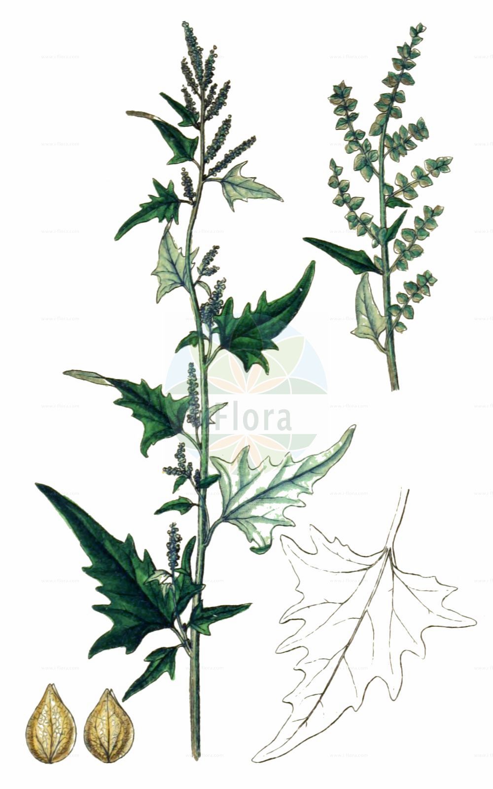 Historische Abbildung von Atriplex sagittata (Glanz-Melde - Purple Orache). Das Bild zeigt Blatt, Bluete, Frucht und Same. ---- Historical Drawing of Atriplex sagittata (Glanz-Melde - Purple Orache). The image is showing leaf, flower, fruit and seed.(Atriplex sagittata,Glanz-Melde,Purple Orache,Atriplex acuminata,Atriplex nitens,Atriplex sagittata,Glanz-Melde,Purple Orache,Atriplex,Melde,Saltbush,Amaranthaceae,Fuchsschwanzgewächse,Pigweed family,Blatt,Bluete,Frucht,Same,leaf,flower,fruit,seed,Sturm (1796f))
