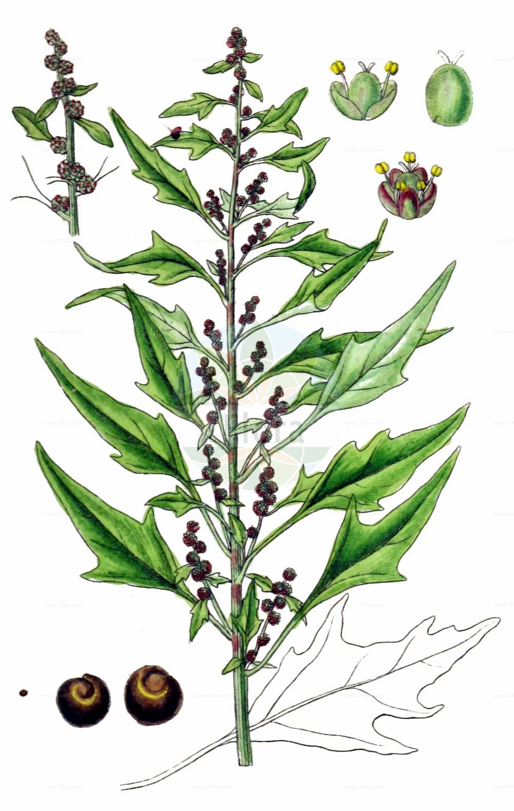 Historische Abbildung von Oxybasis rubra (Roter Gänsefuß - Red Goosefoot). Das Bild zeigt Blatt, Bluete, Frucht und Same. ---- Historical Drawing of Oxybasis rubra (Roter Gänsefuß - Red Goosefoot). The image is showing leaf, flower, fruit and seed.(Oxybasis rubra,Roter Gänsefuß,Red Goosefoot,Blitum rubrum,Chenopodium blitoides,Chenopodium rubrum,Oxybasis rubra,Roter Gaensefuss,Red Goosefoot,Coast Blite,Oxybasis,Amaranthaceae,Fuchsschwanzgewächse,Pigweed family,Blatt,Bluete,Frucht,Same,leaf,flower,fruit,seed,Sturm (1796f))