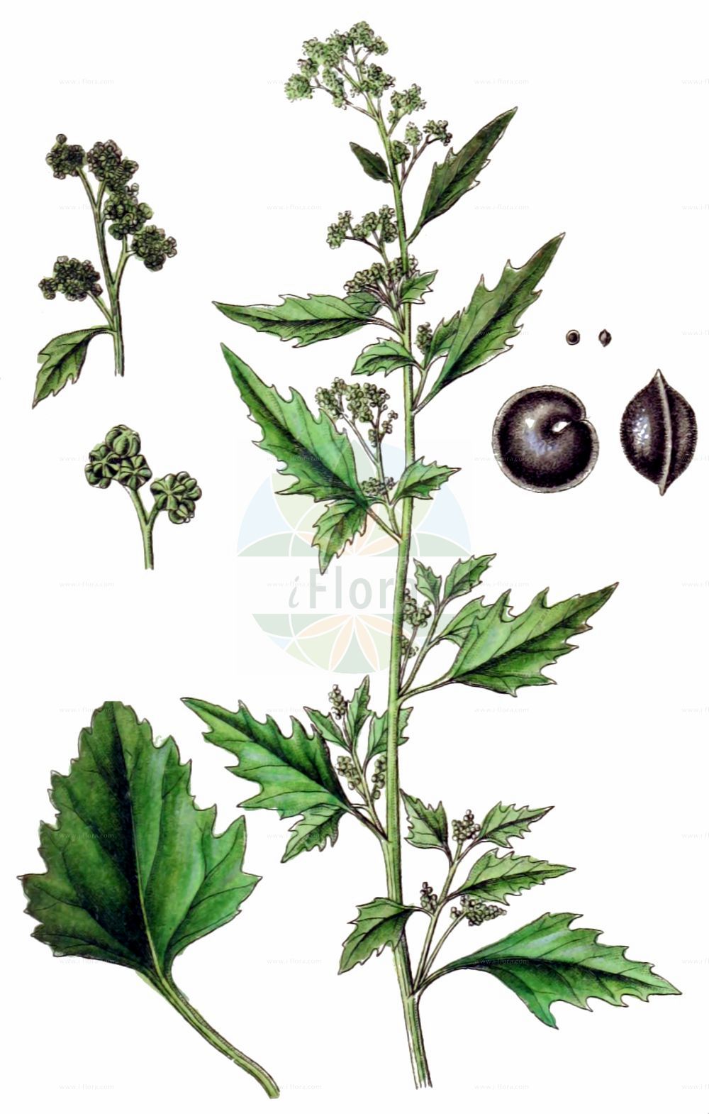 Historische Abbildung von Chenopodiastrum murale (Mauer-Gänsefuß - Nettle-leaved Goosefoot). Das Bild zeigt Blatt, Bluete, Frucht und Same. ---- Historical Drawing of Chenopodiastrum murale (Mauer-Gänsefuß - Nettle-leaved Goosefoot). The image is showing leaf, flower, fruit and seed.(Chenopodiastrum murale,Mauer-Gänsefuß,Nettle-leaved Goosefoot,Chenopodiastrum murale,Chenopodium murale,Mauer-Gaensefuss,Nettle-leaved Goosefoot,Nettle-leaf Goosefoot,Nettle-leaved Fat-Hen,Wall Goosefoot,Chenopodiastrum,Amaranthaceae,Fuchsschwanzgewächse,Pigweed family,Blatt,Bluete,Frucht,Same,leaf,flower,fruit,seed,Sturm (1796f))